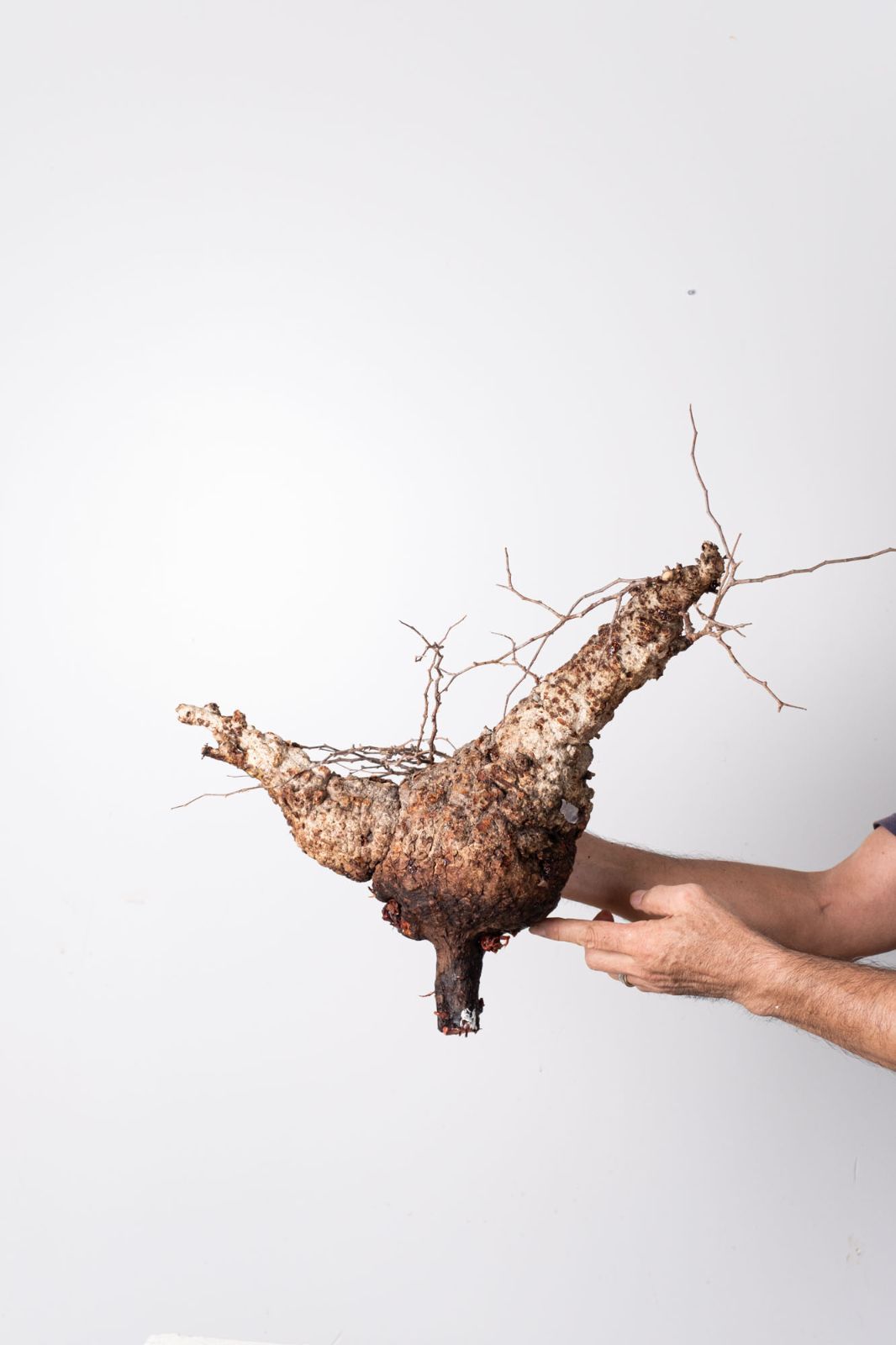 OP 229 オペルクリカリア パキプス コーデックス ベアルート株