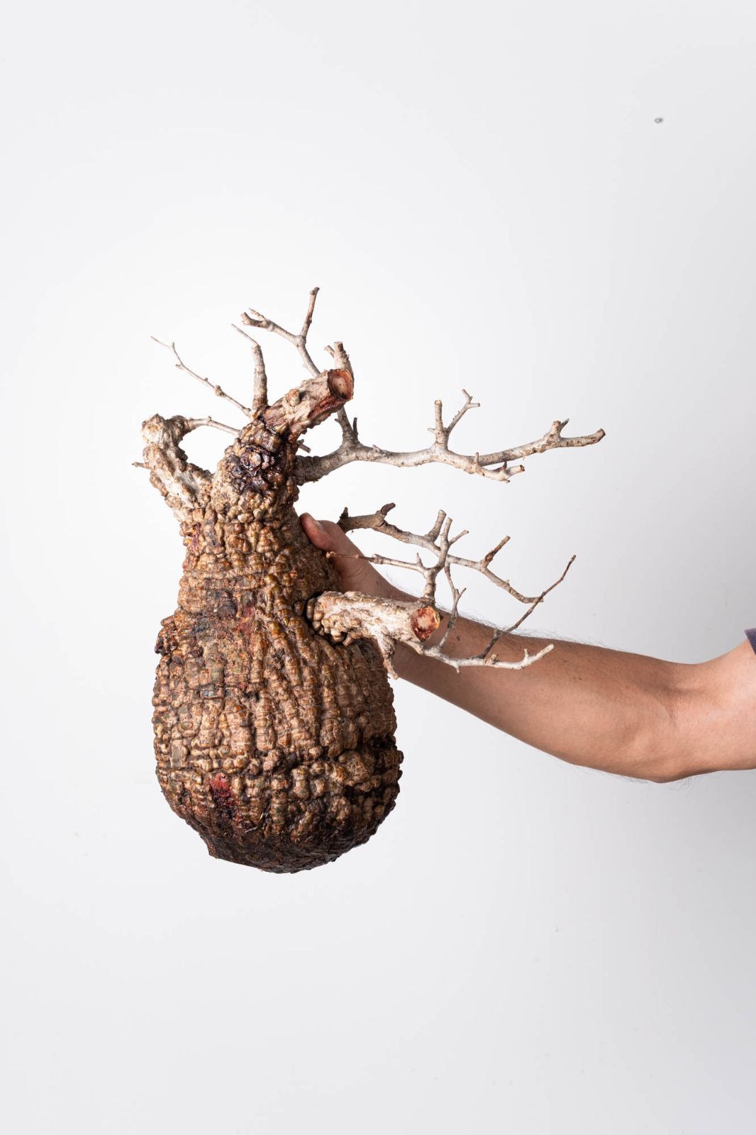 OP 228 オペルクリカリア パキプス コーデックス ベアルート株