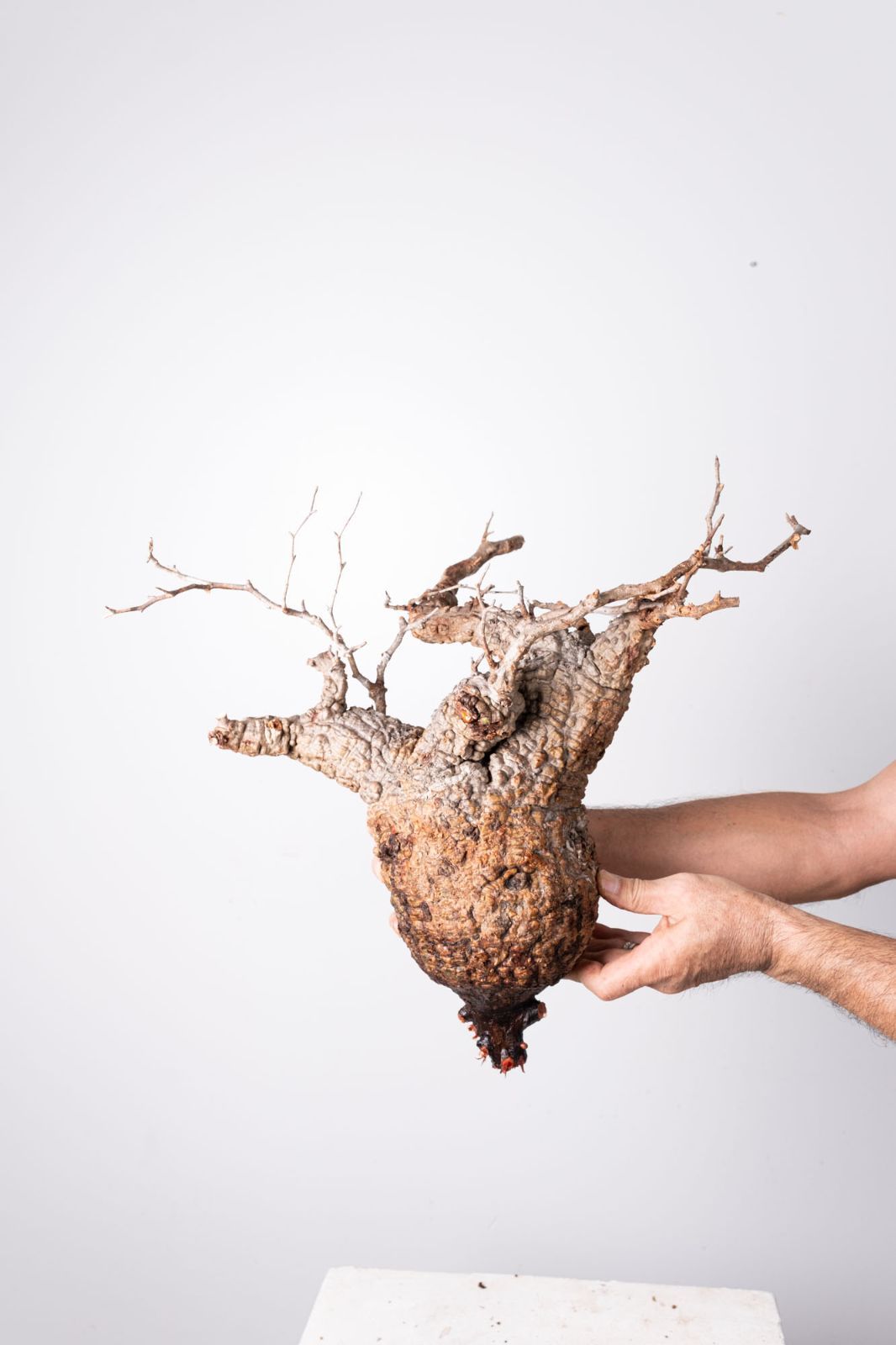 OP 227 オペルクリカリア パキプス コーデックス ベアルート株