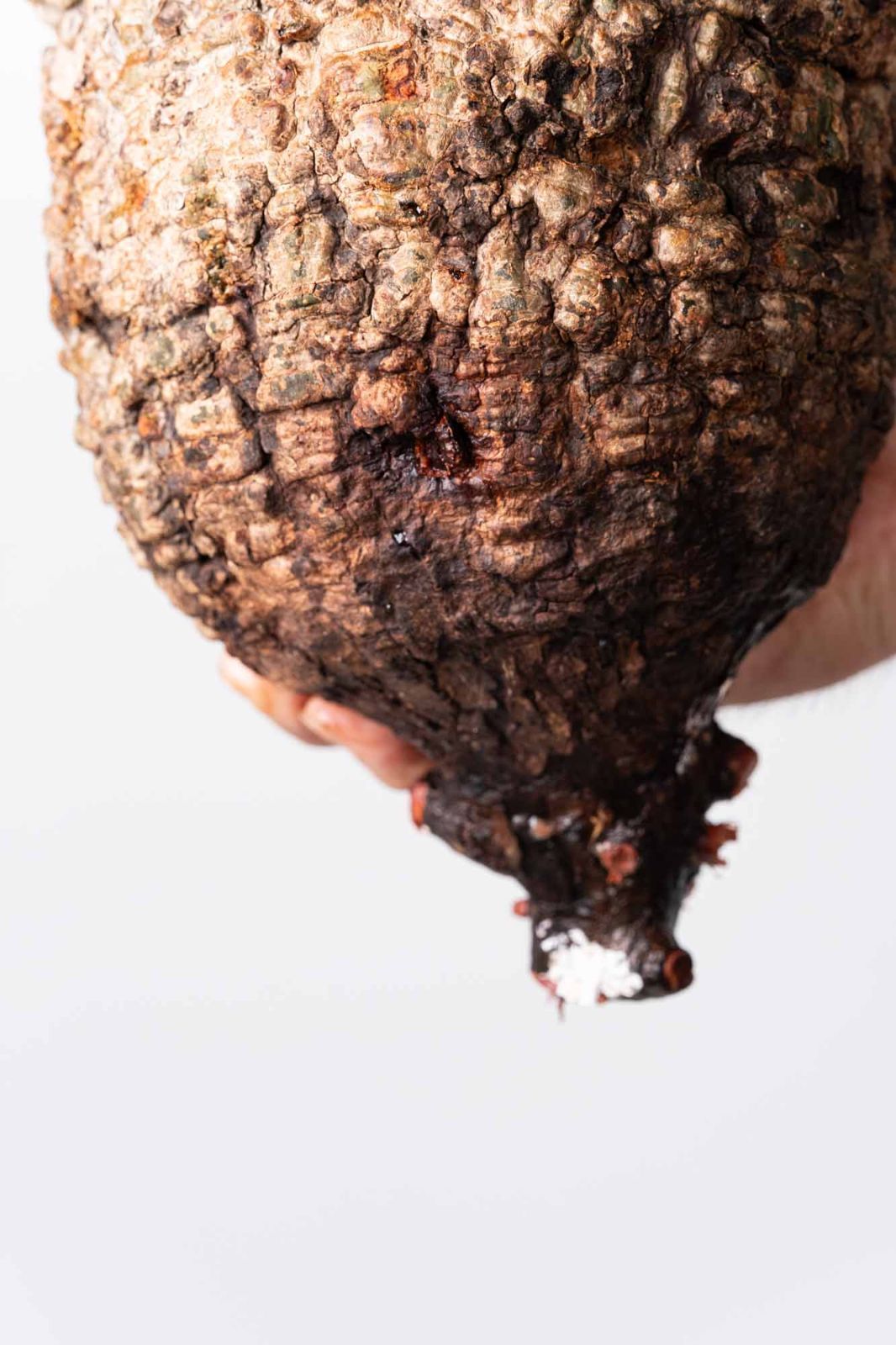 OP 227 オペルクリカリア パキプス コーデックス ベアルート株