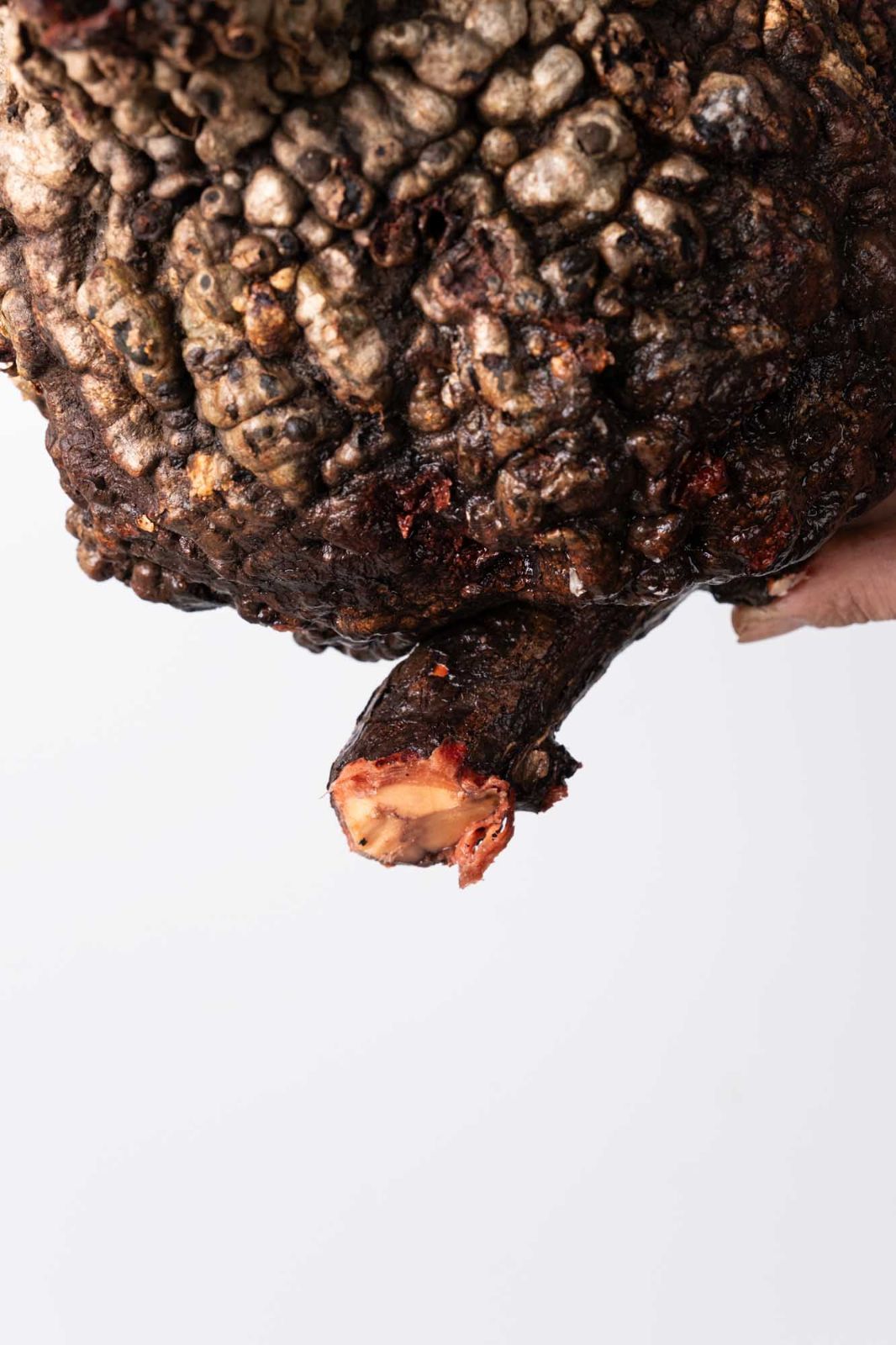 OP226 オペルクリカリア パキプス コーデックス ベアルート株 - メルカリ