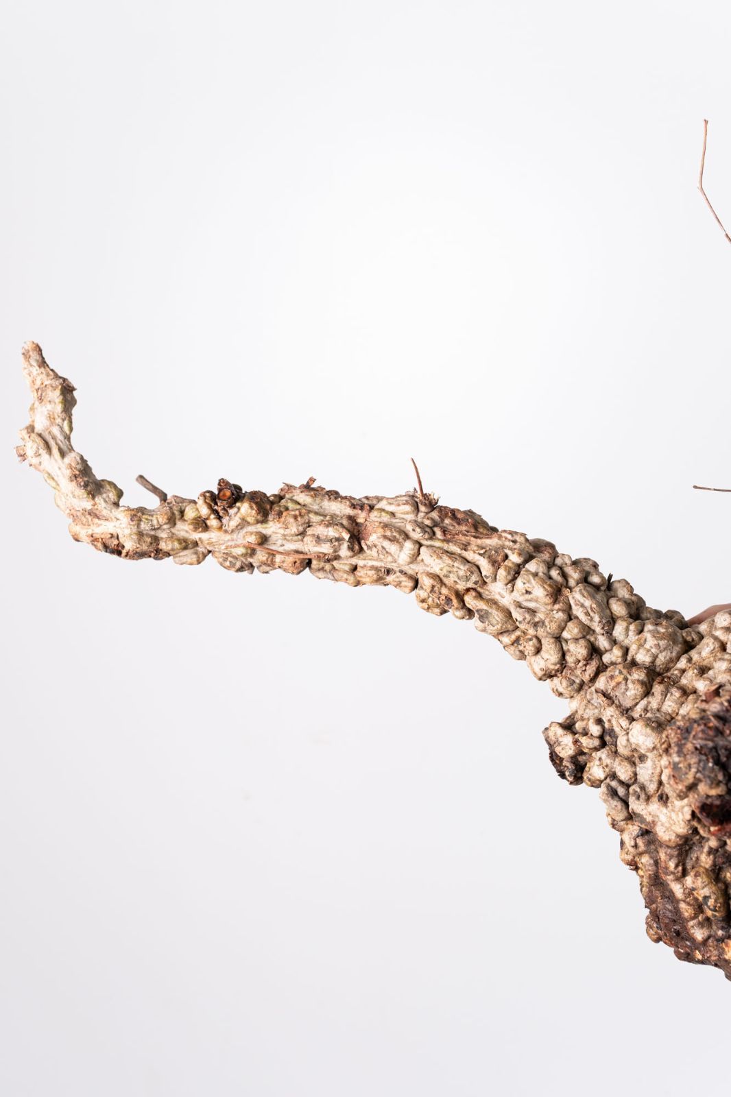 OP226 オペルクリカリア パキプス コーデックス ベアルート株 - メルカリ