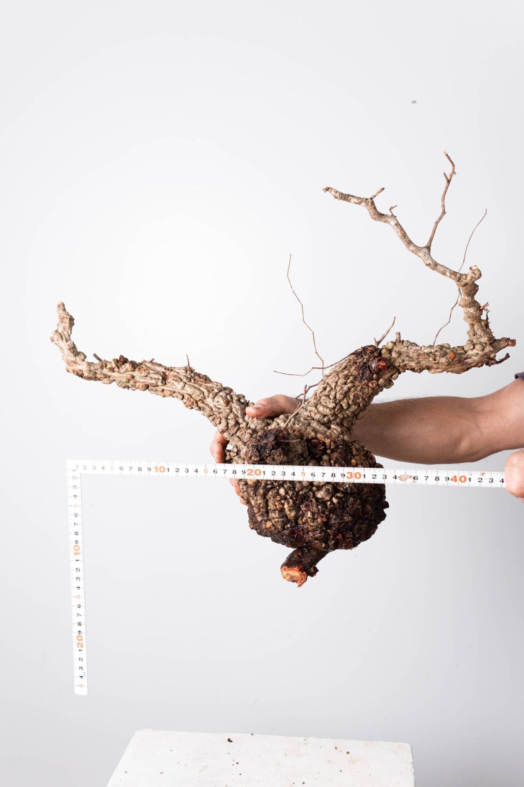 KP126 オペルクリカリア パキプス コーデックス ベアルート株 PP123 オペルクリカリア パキプス コーデックス ベアルート株 - メルカリ