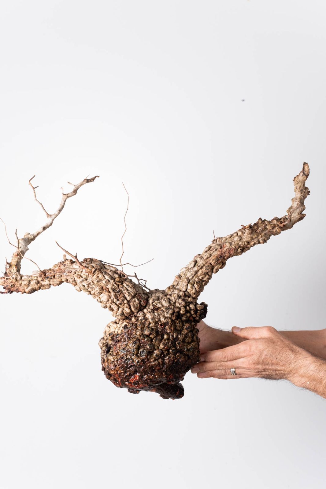 OP226 オペルクリカリア パキプス コーデックス ベアルート株 - メルカリ