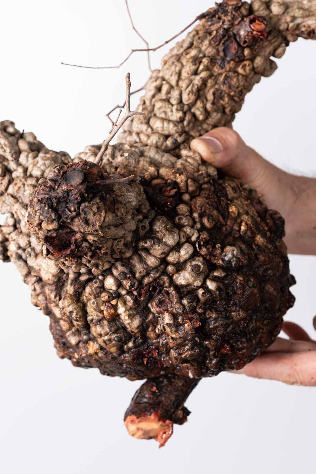 OP226 オペルクリカリア パキプス コーデックス ベアルート株 - メルカリ