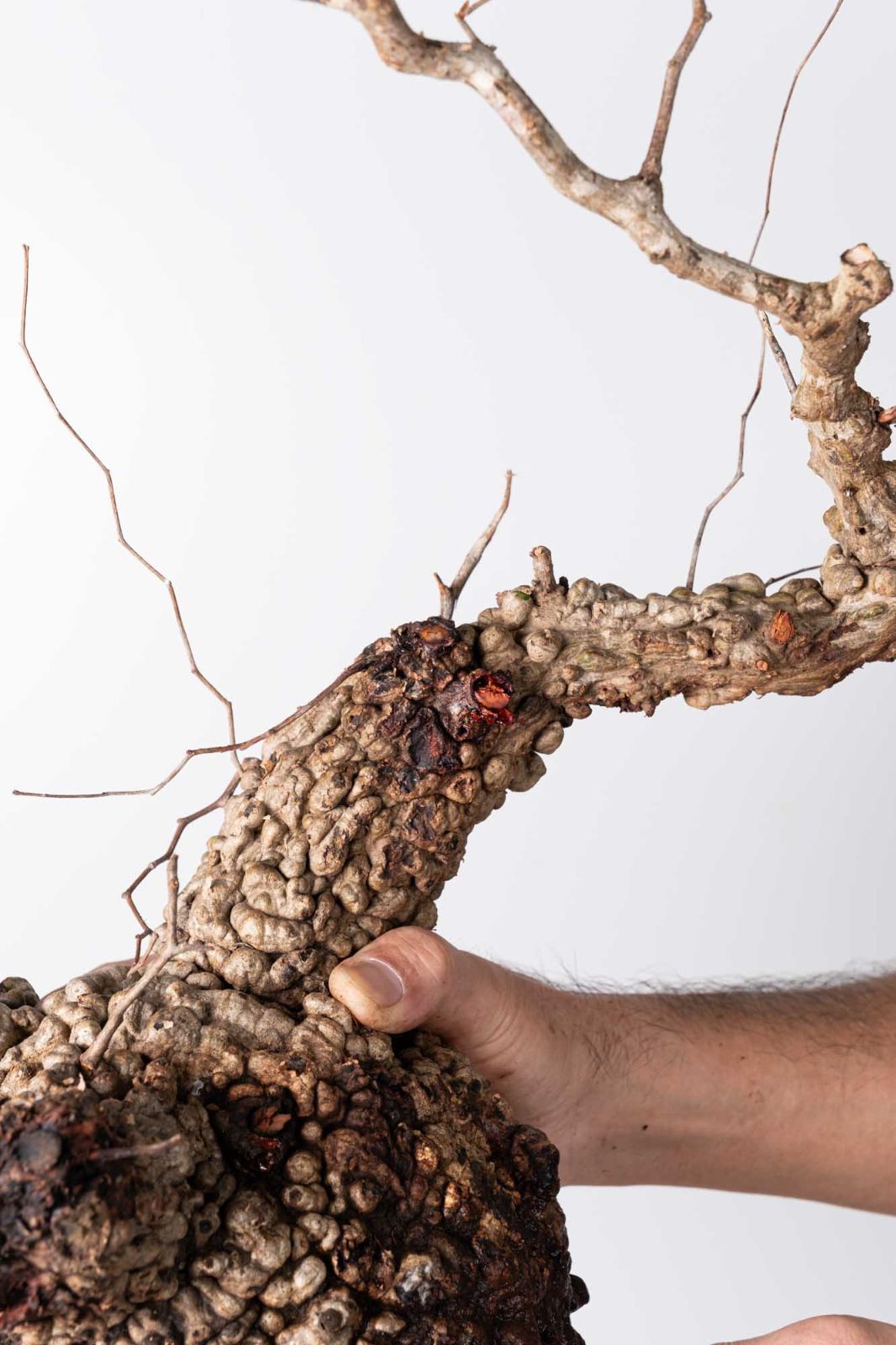 OP226 オペルクリカリア パキプス コーデックス ベアルート株 - メルカリ