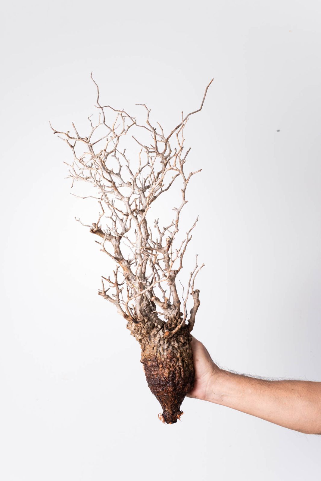 OP 225 オペルクリカリア パキプス コーデックス ベアルート株