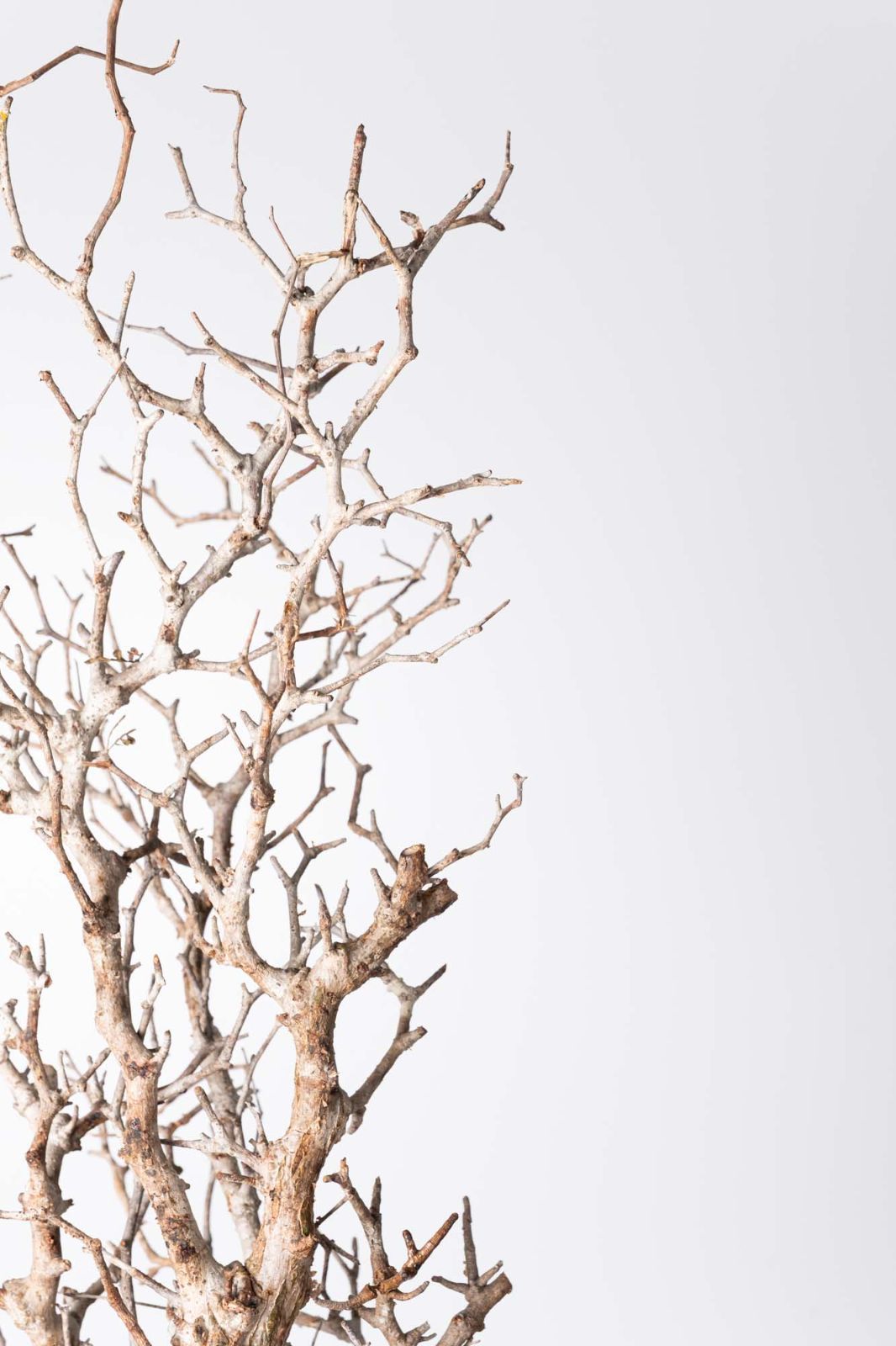 OP 225 オペルクリカリア パキプス コーデックス ベアルート株