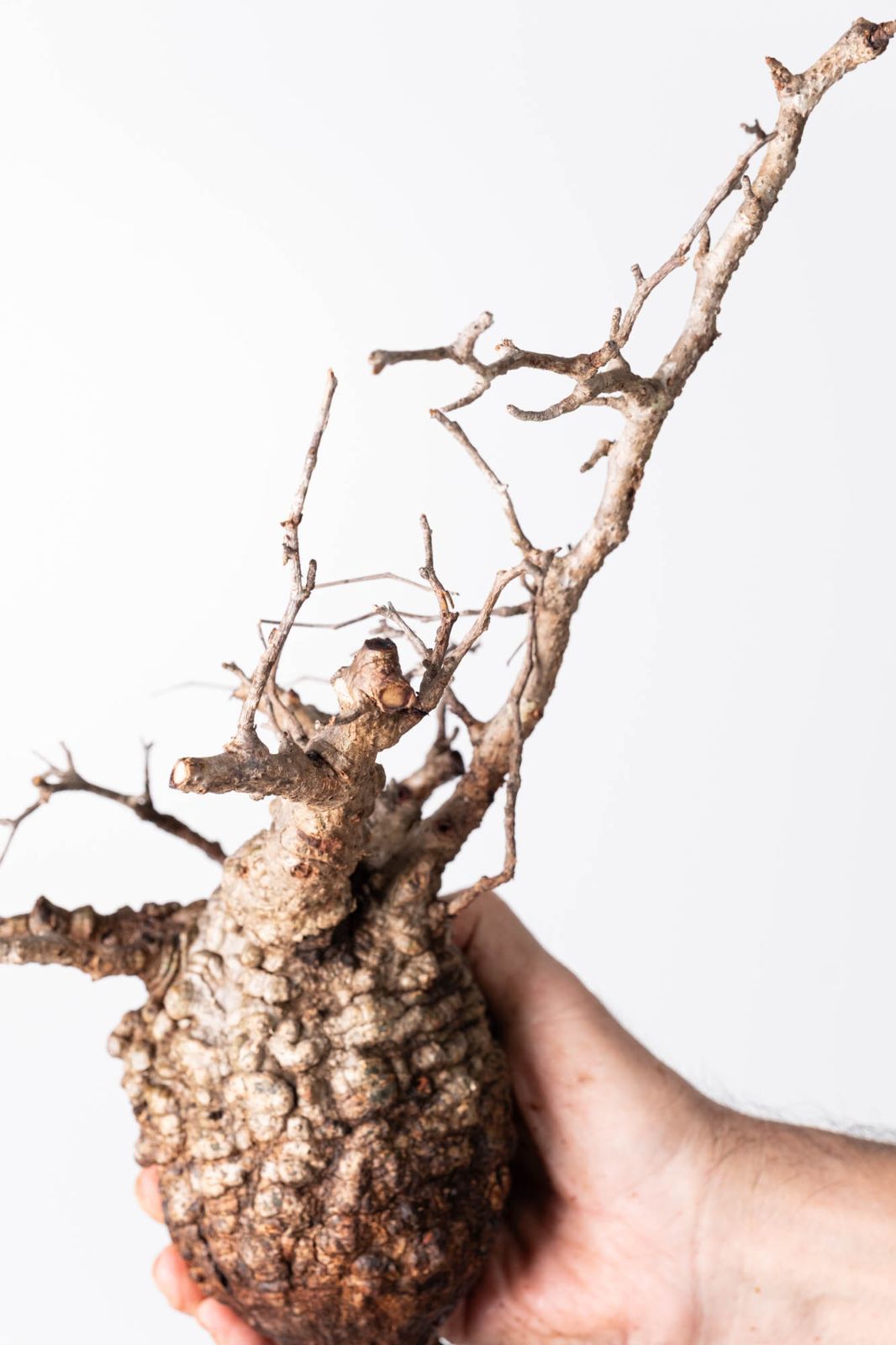 OP 224 オペルクリカリア パキプス コーデックス ベアルート株