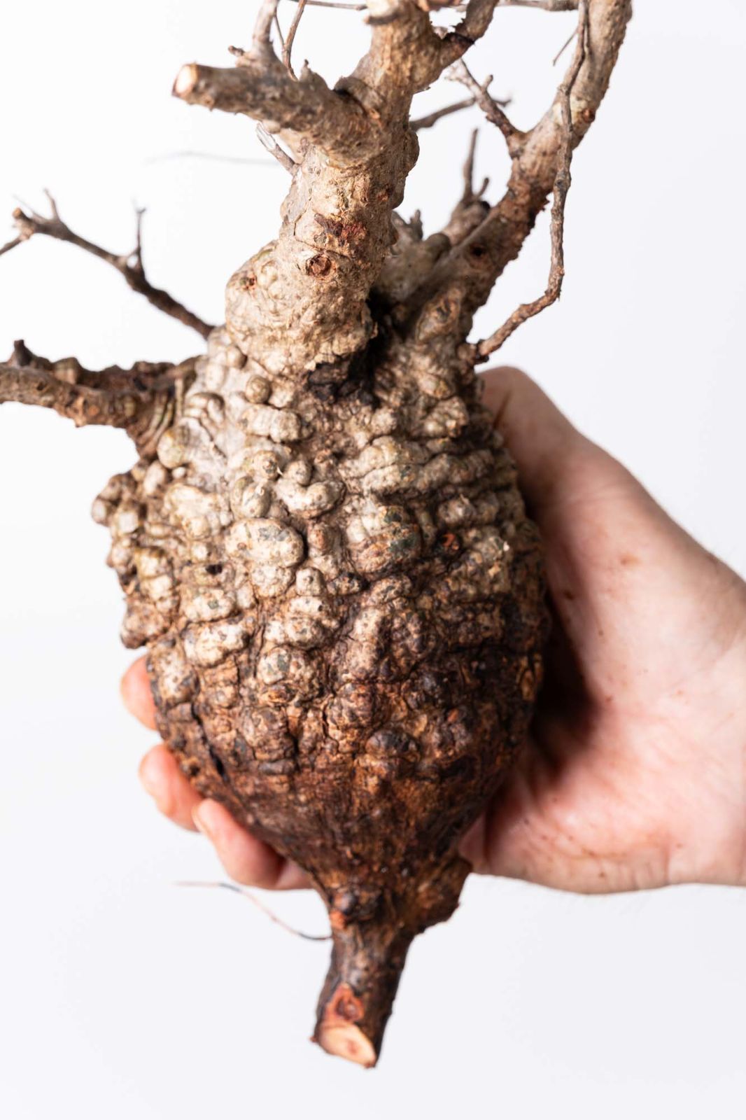 OP 224 オペルクリカリア パキプス コーデックス ベアルート株