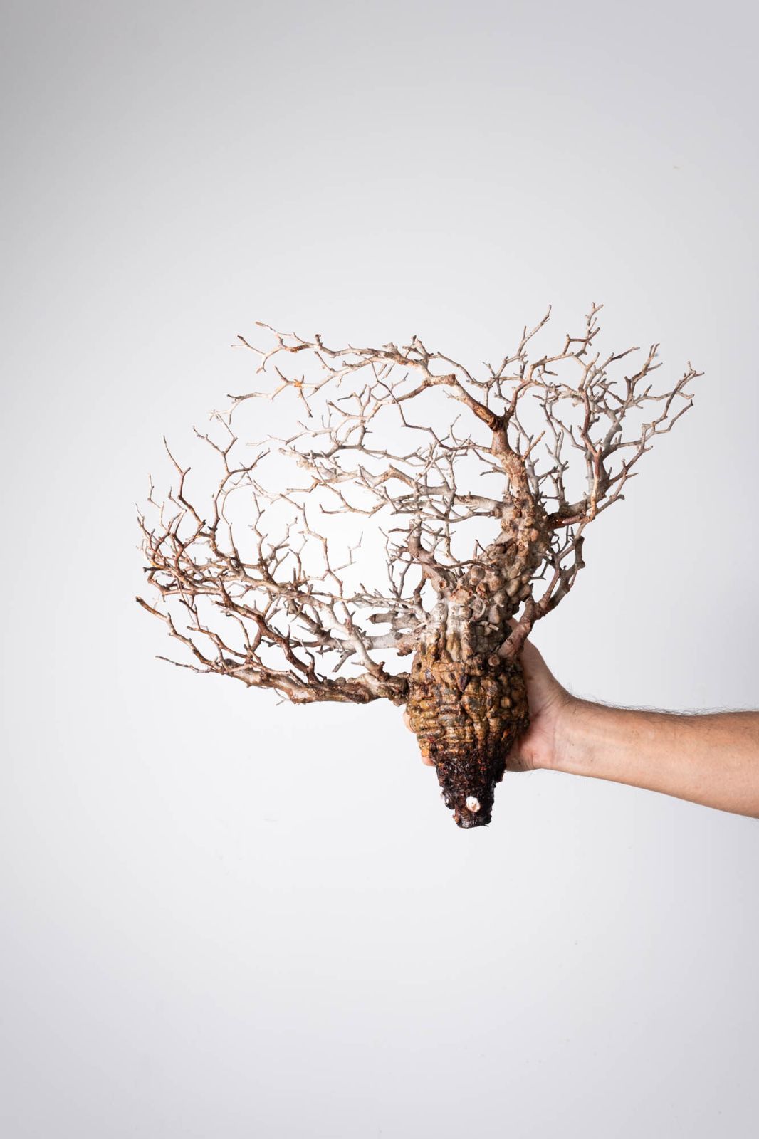 OP 223 オペルクリカリア パキプス コーデックス ベアルート株