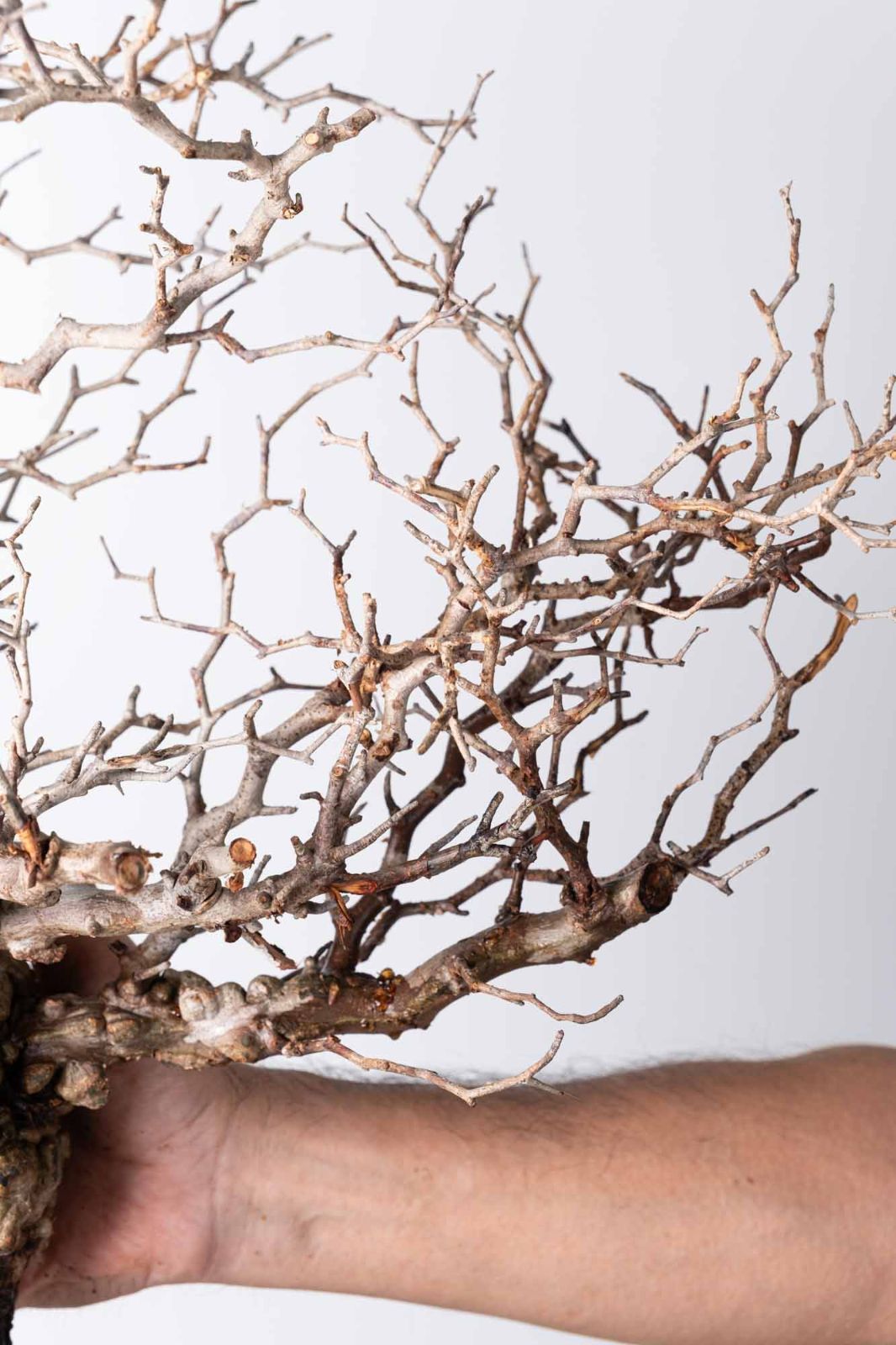 OP 223 オペルクリカリア パキプス コーデックス ベアルート株