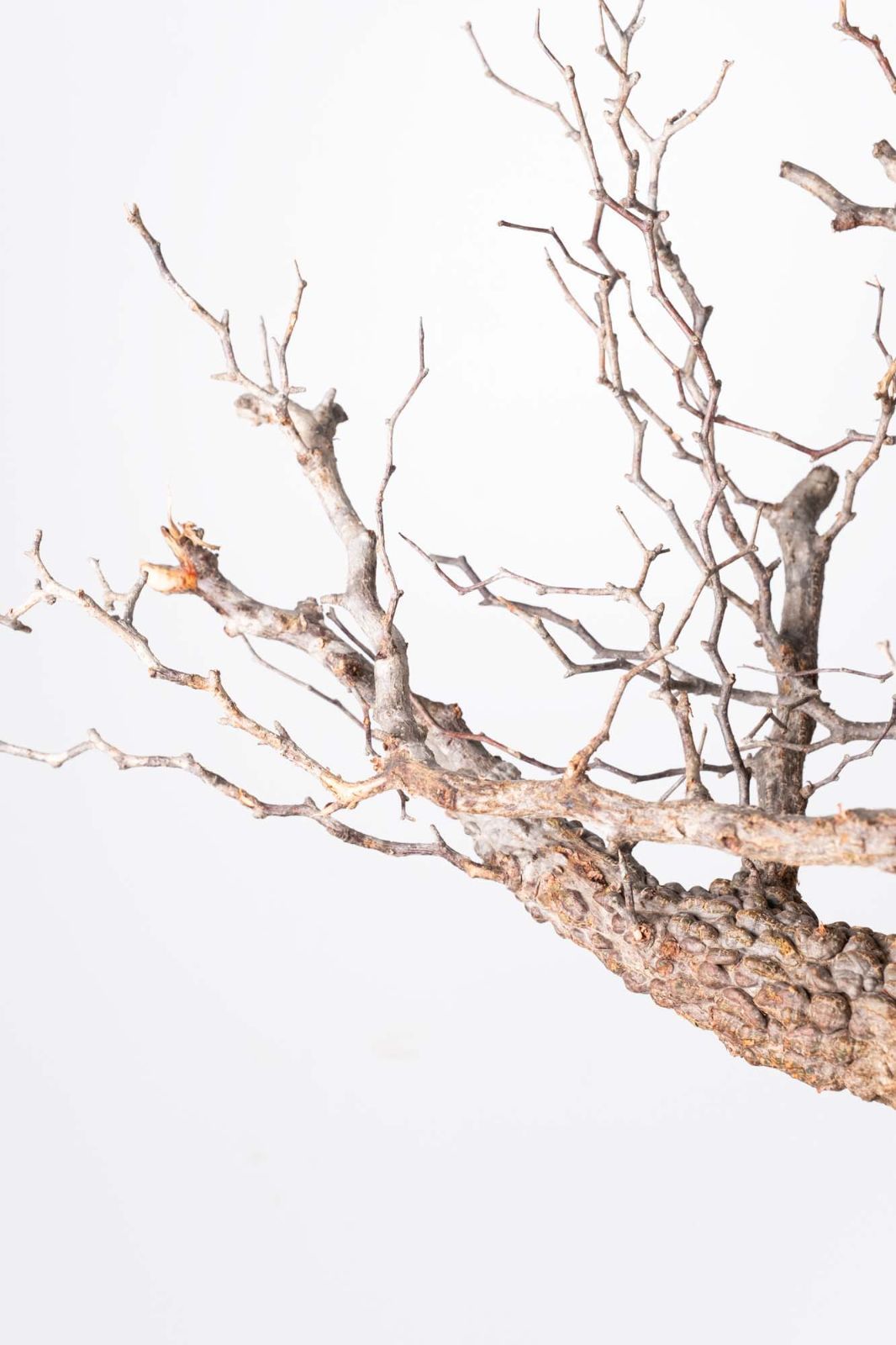 コーデックス ベアルート株