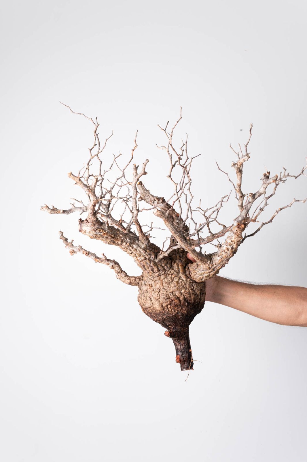 OP 221 オペルクリカリア パキプス コーデックス ベアルート株