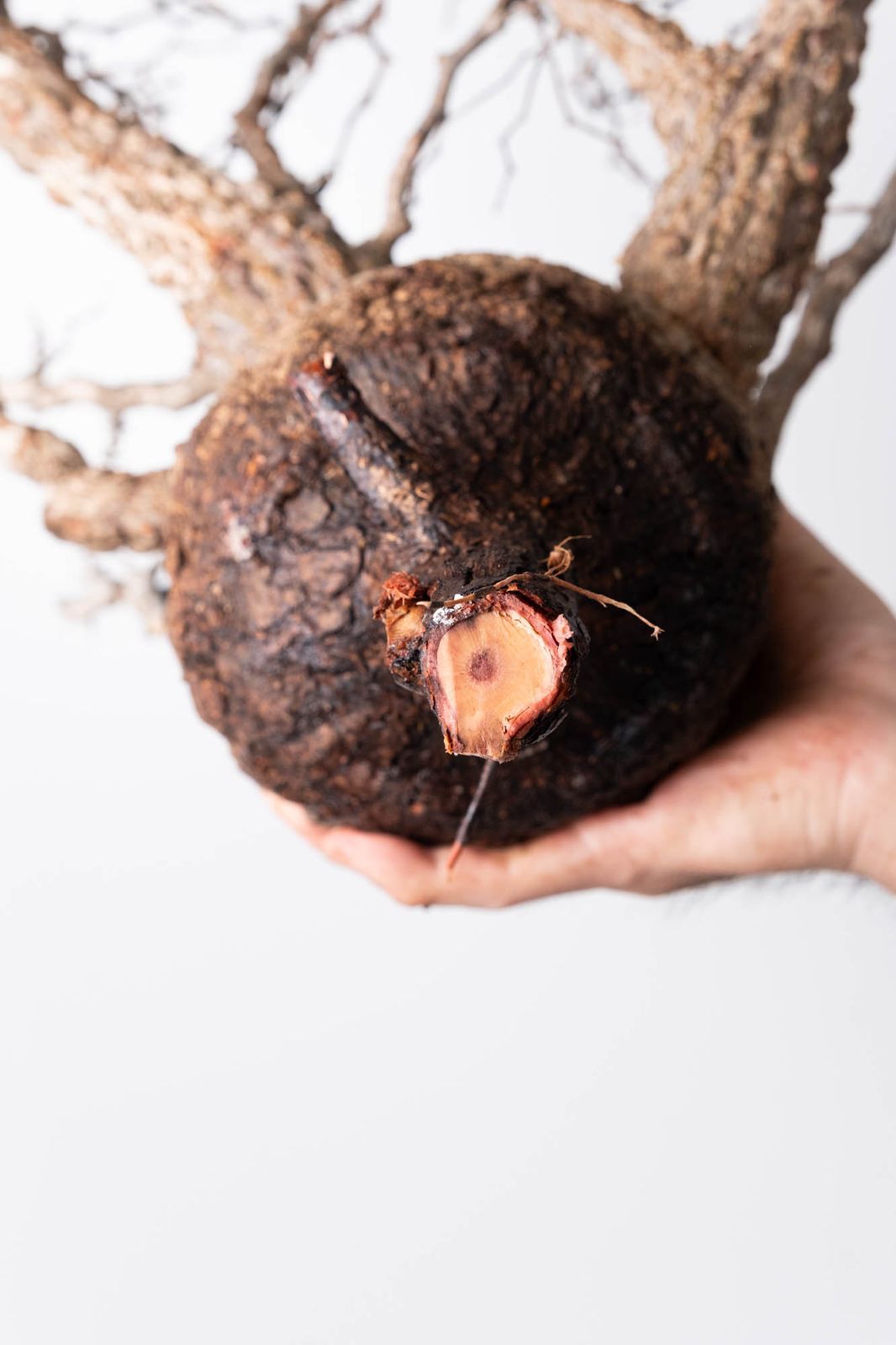 221 オペルクリカリア