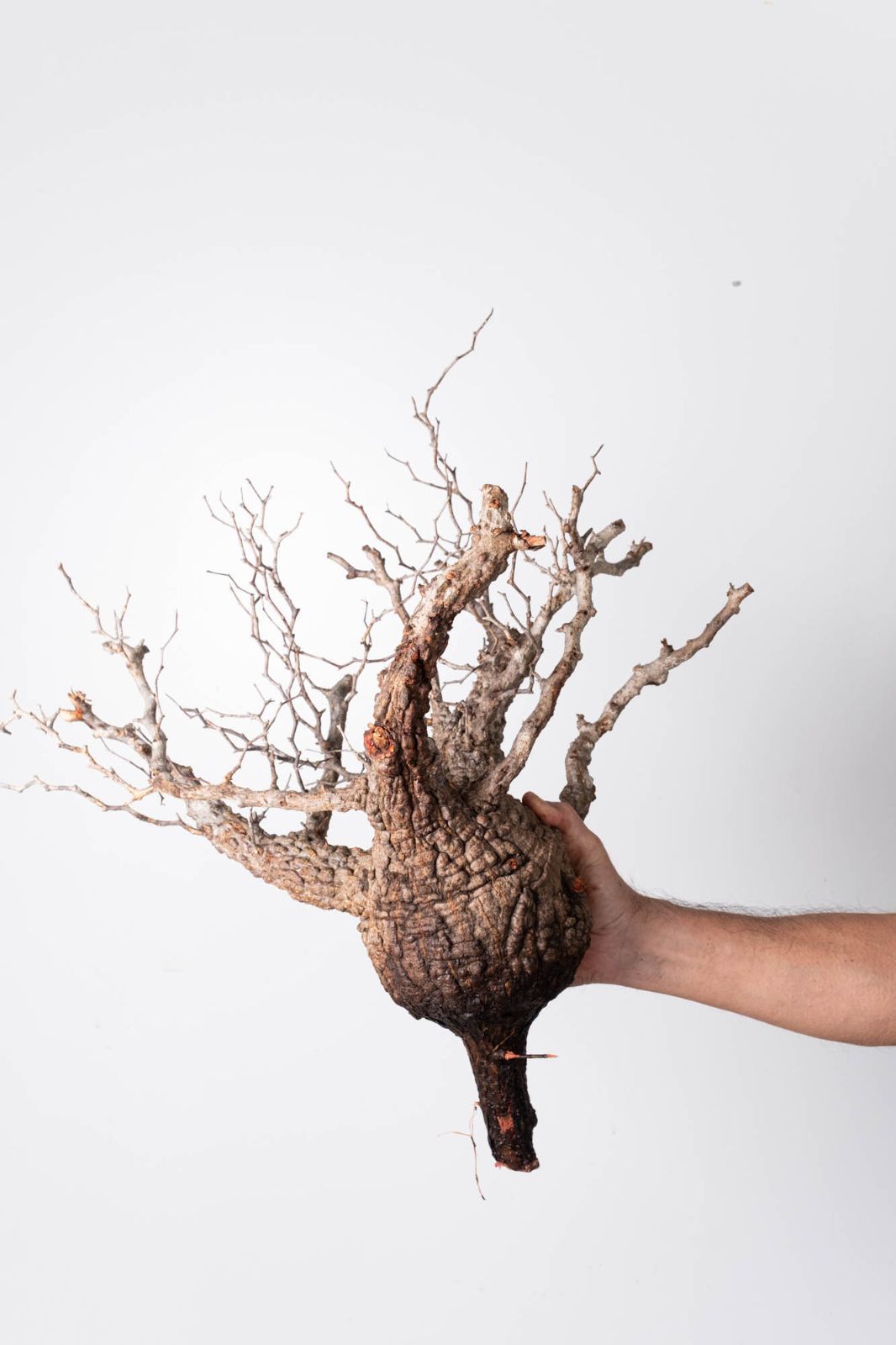 OP 221 オペルクリカリア パキプス コーデックス ベアルート株 インテリア台 斑入り葉