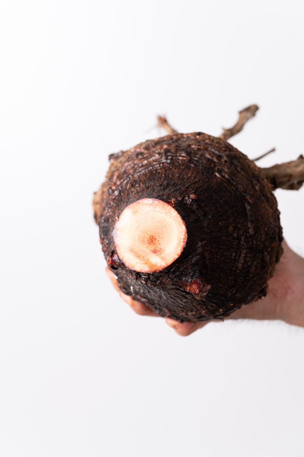 OP 220 オペルクリカリア パキプス コーデックス ベアルート株