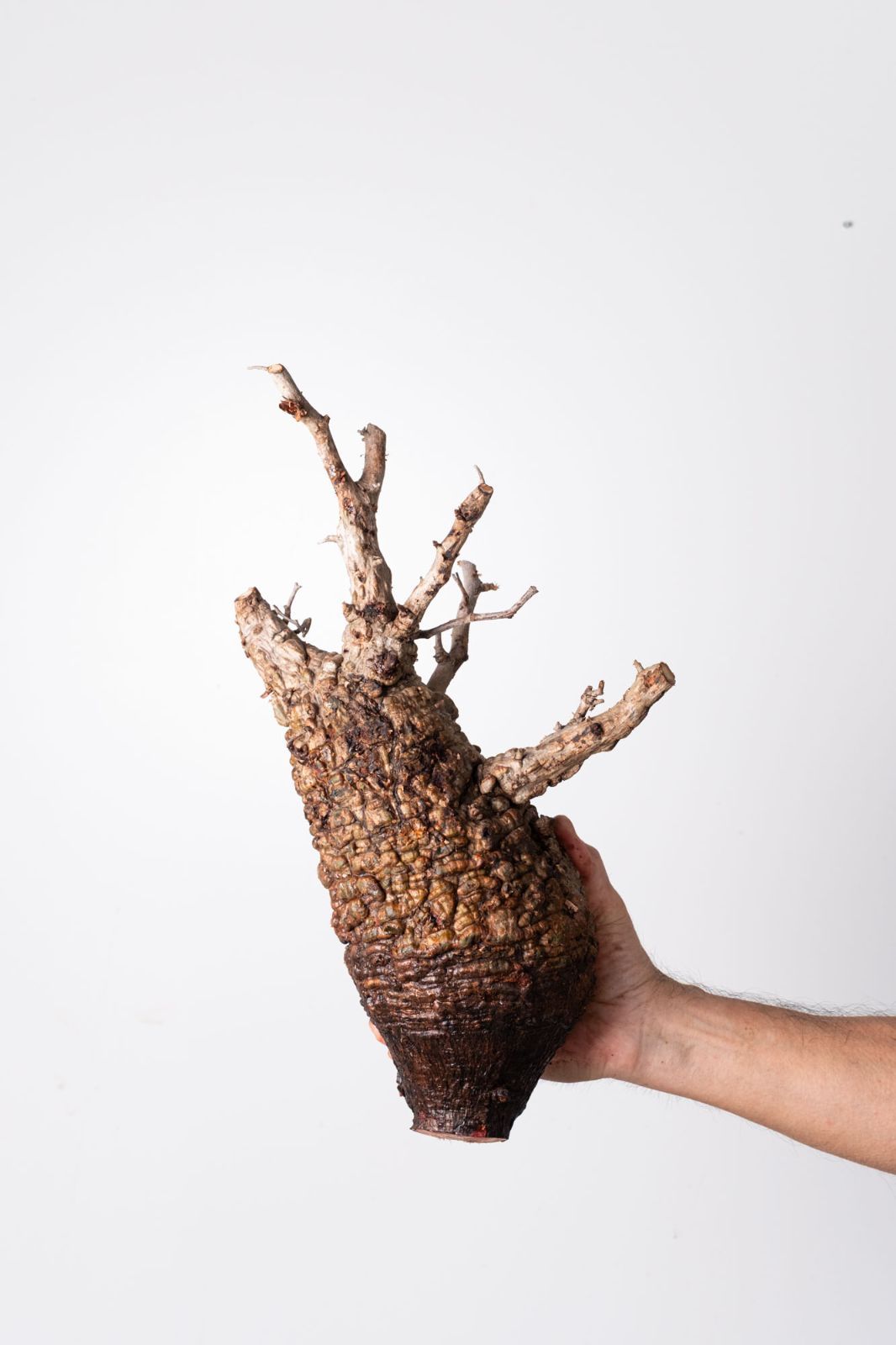 OP 220 オペルクリカリア パキプス コーデックス ベアルート株