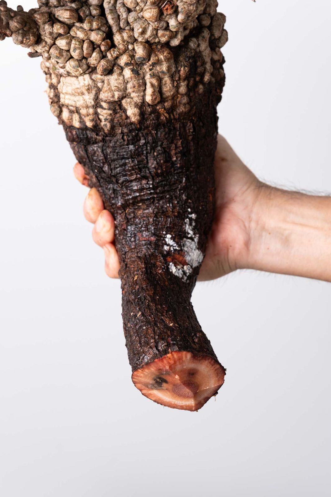 OP219 オペルクリカリア パキプス コーデックス ベアルート株 - メルカリ