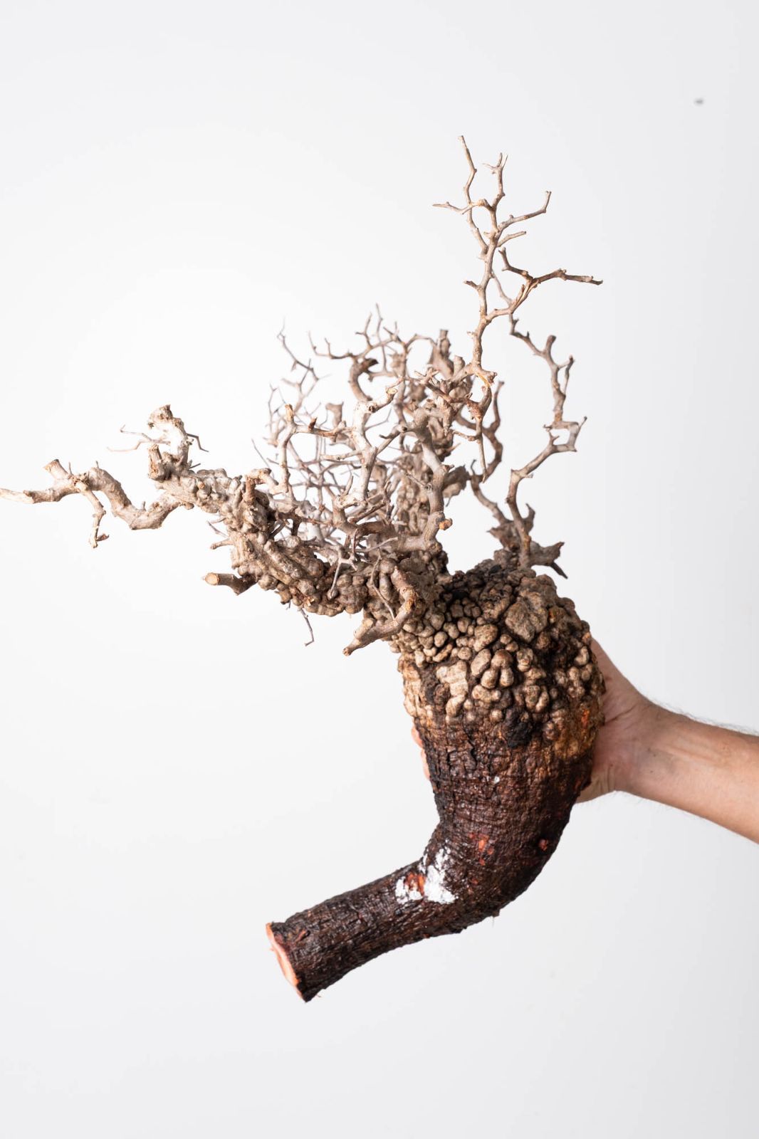 OP219 オペルクリカリア パキプス コーデックス ベアルート株 - メルカリ