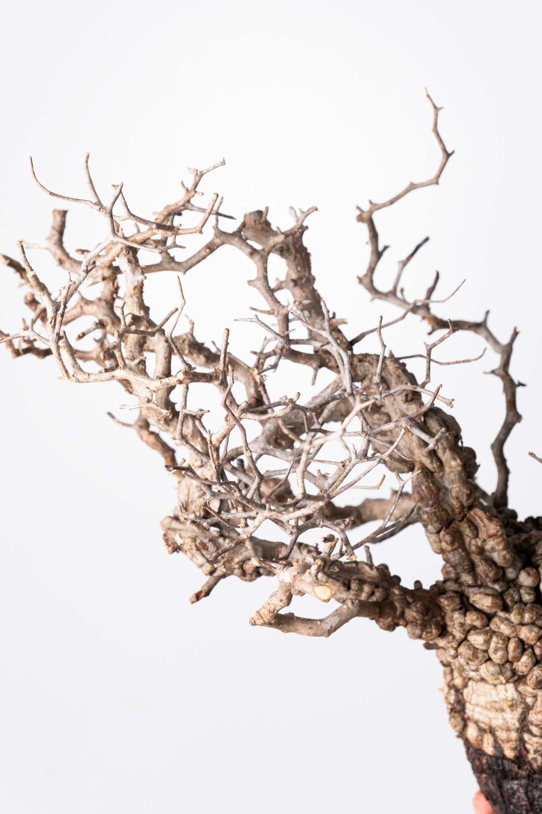 BP89　 オペルクリカリア パキプス コーデックス ベアルート株 OP219 オペルクリカリア パキプス コーデックス ベアルート株 - メルカリ