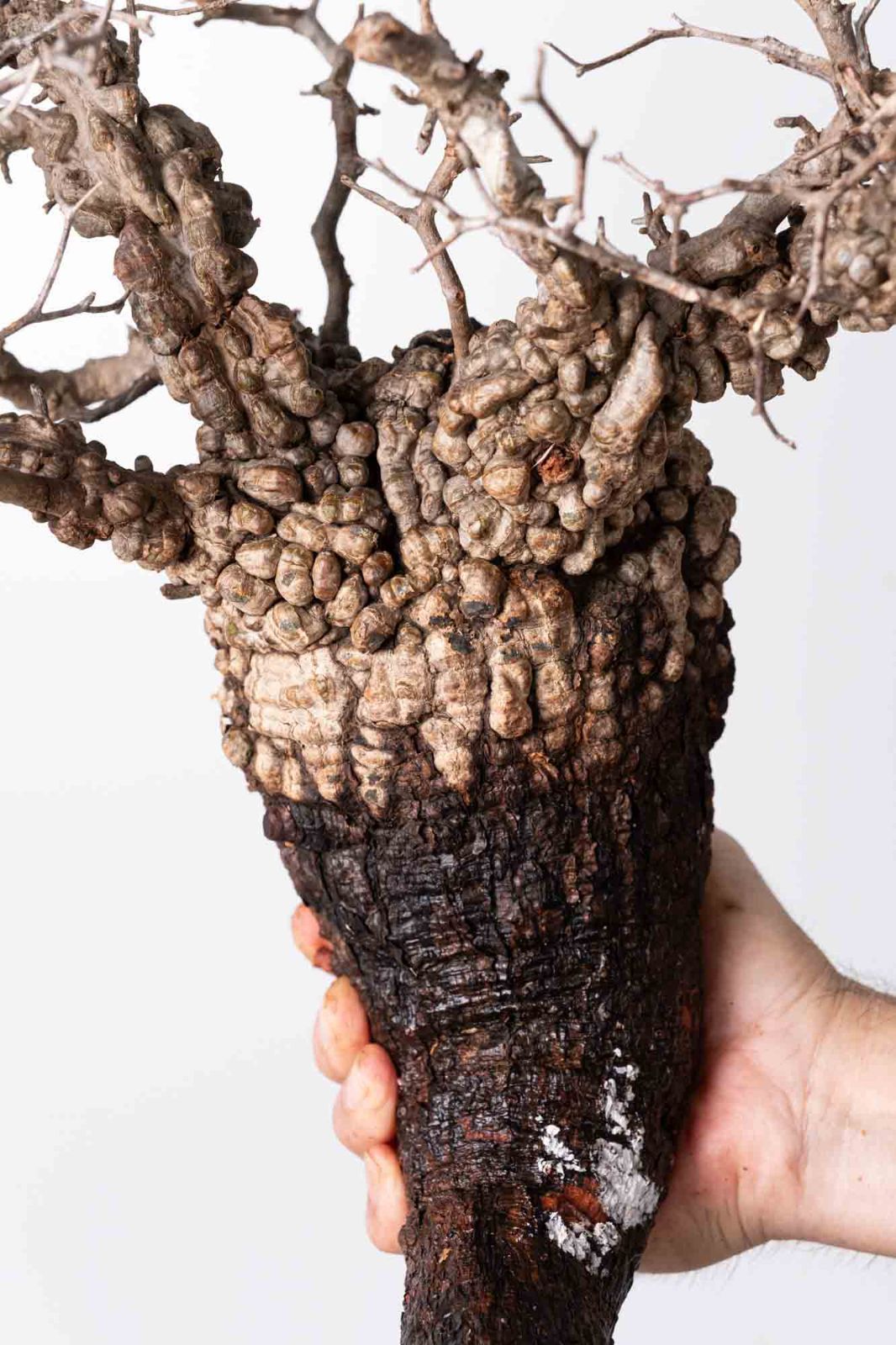 BP89　 オペルクリカリア パキプス コーデックス ベアルート株 OP219 オペルクリカリア パキプス コーデックス ベアルート株 - メルカリ