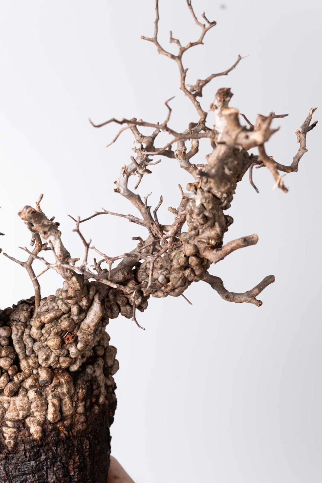 OP219 オペルクリカリア パキプス コーデックス ベアルート株 - メルカリ