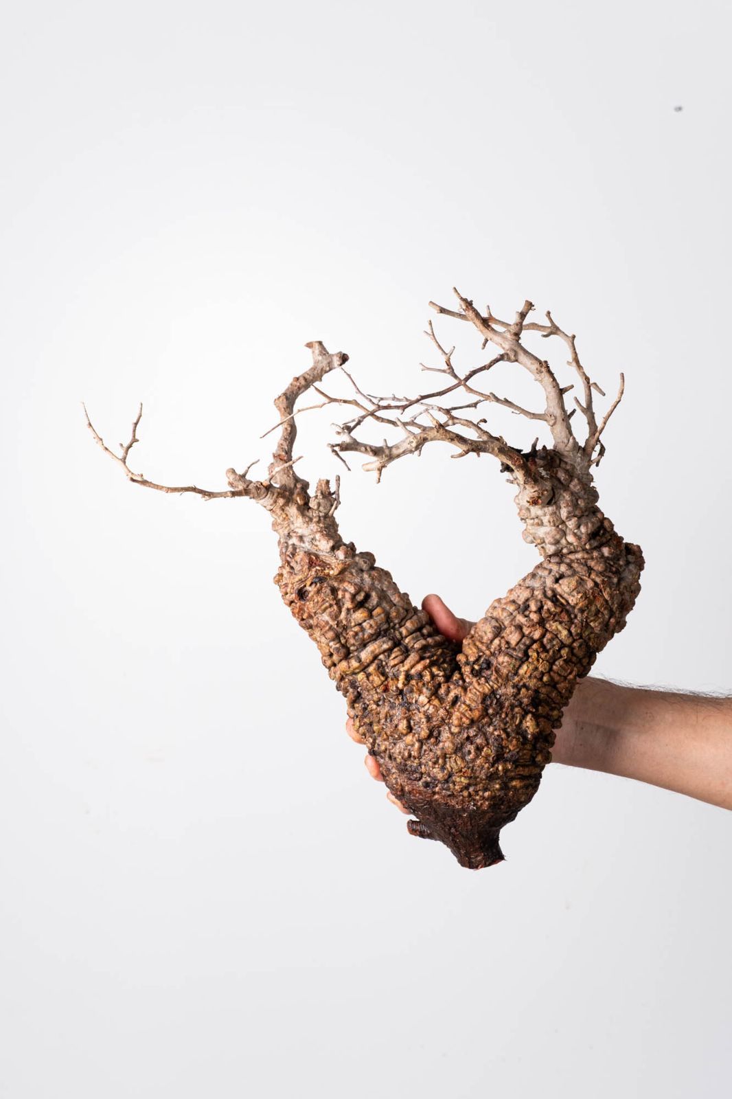 OP 217 オペルクリカリア パキプス コーデックス ベアルート株