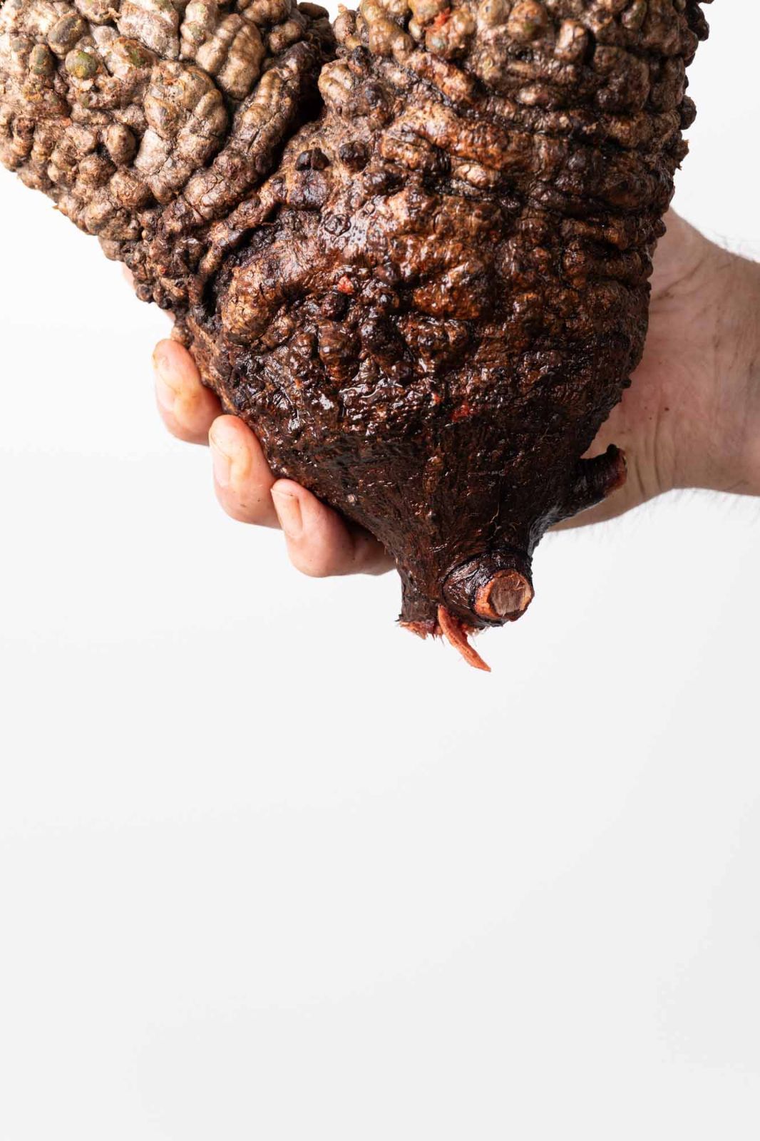 OP 217 オペルクリカリア パキプス コーデックス ベアルート株