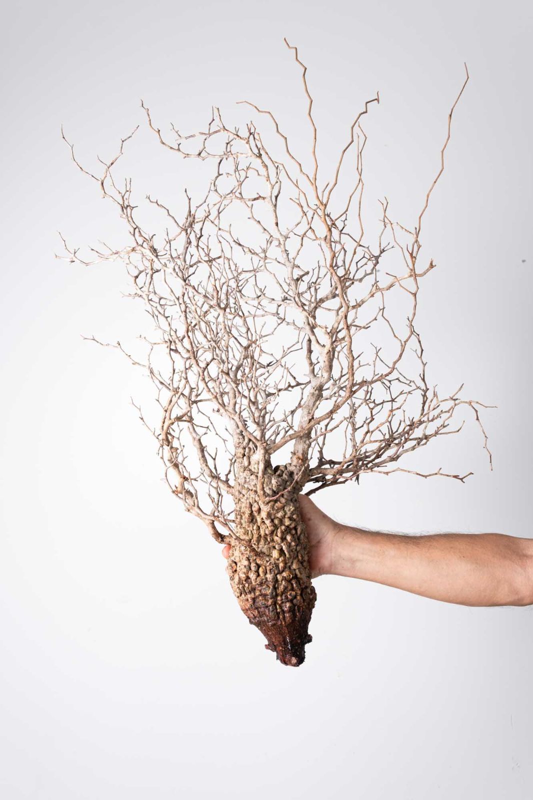 OP 216 オペルクリカリア パキプス コーデックス ベアルート株