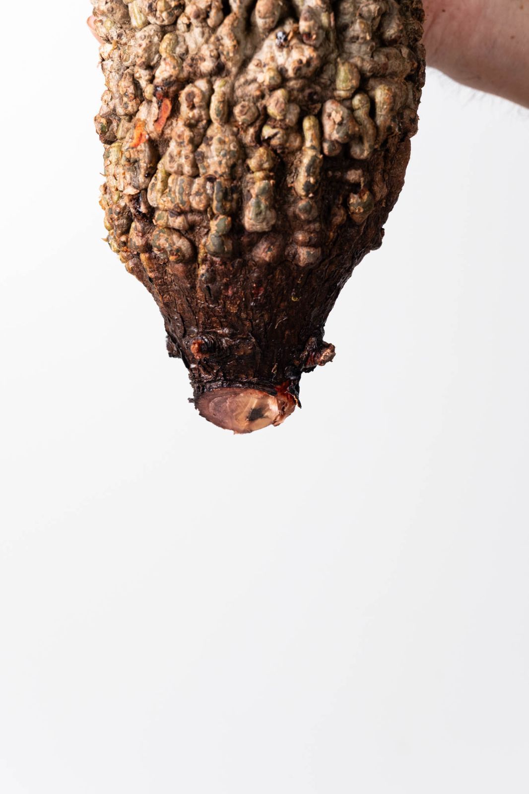 OP 216 オペルクリカリア パキプス コーデックス ベアルート株