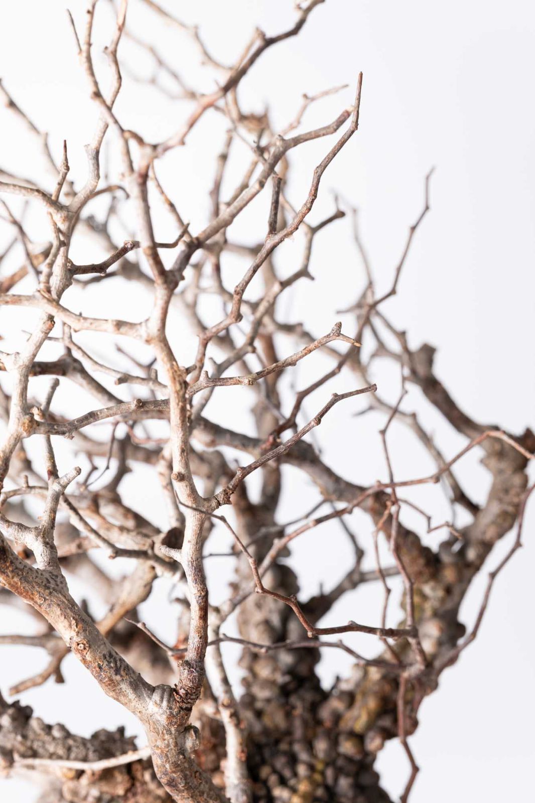 OP 215 オペルクリカリア パキプス コーデックス ベアルート株