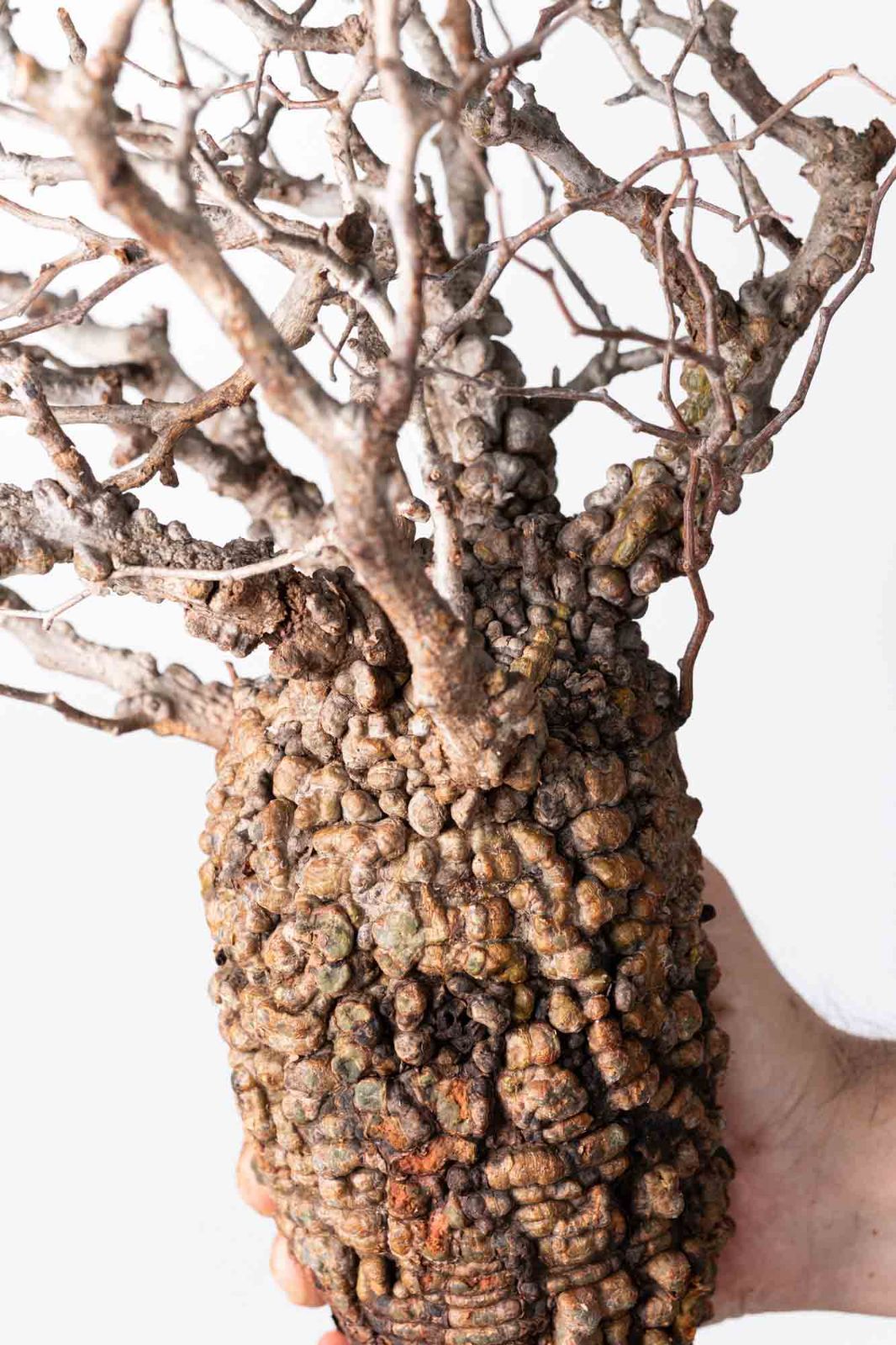 OP 215 オペルクリカリア パキプス コーデックス ベアルート株