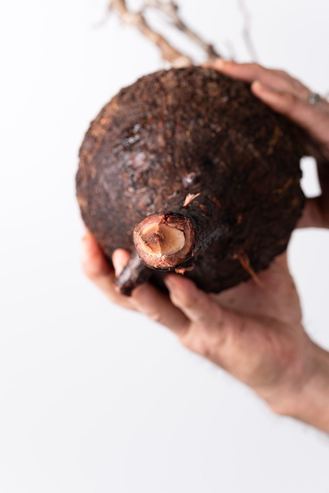 OP 214 オペルクリカリア パキプス コーデックス ベアルート株