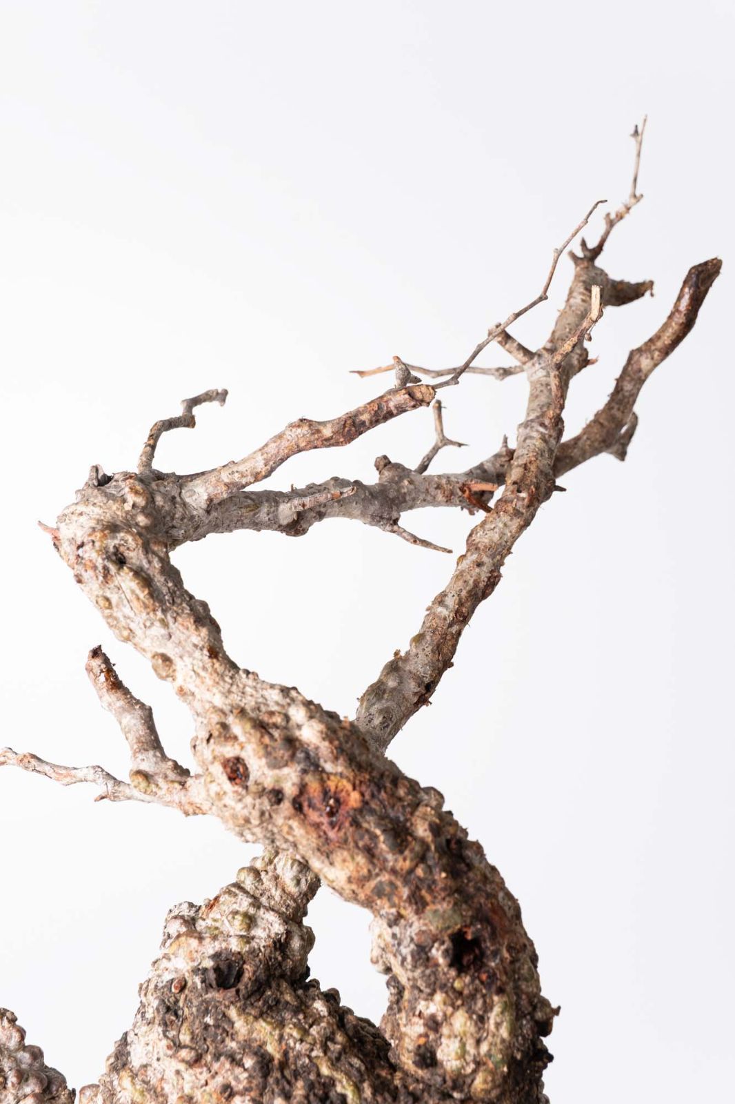 OP 214 オペルクリカリア パキプス コーデックス ベアルート株