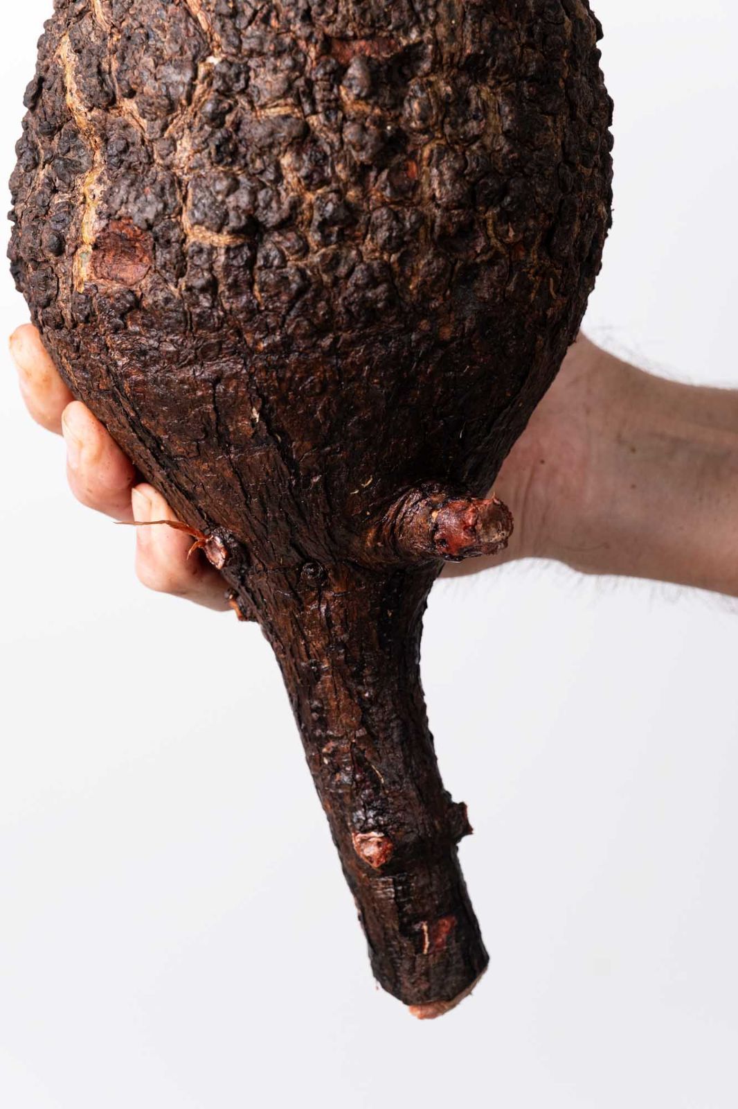 OP 214 オペルクリカリア パキプス コーデックス ベアルート株