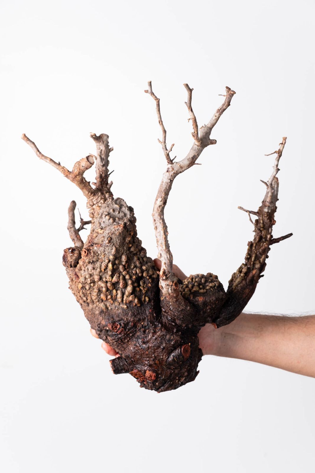 OP 213 オペルクリカリア パキプス コーデックス ベアルート株