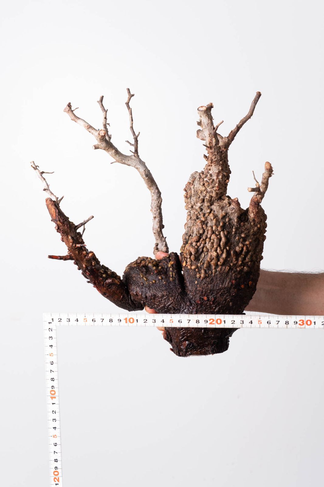 OP 213 オペルクリカリア パキプス コーデックス ベアルート株