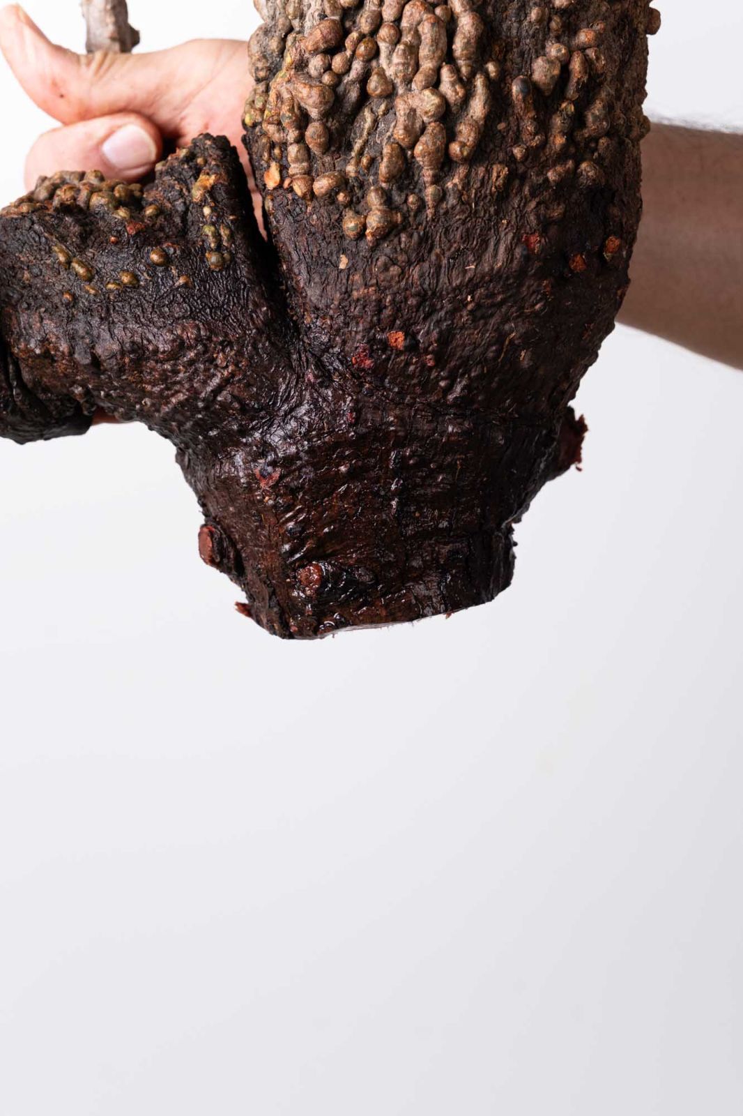 OP 213 オペルクリカリア パキプス コーデックス ベアルート株