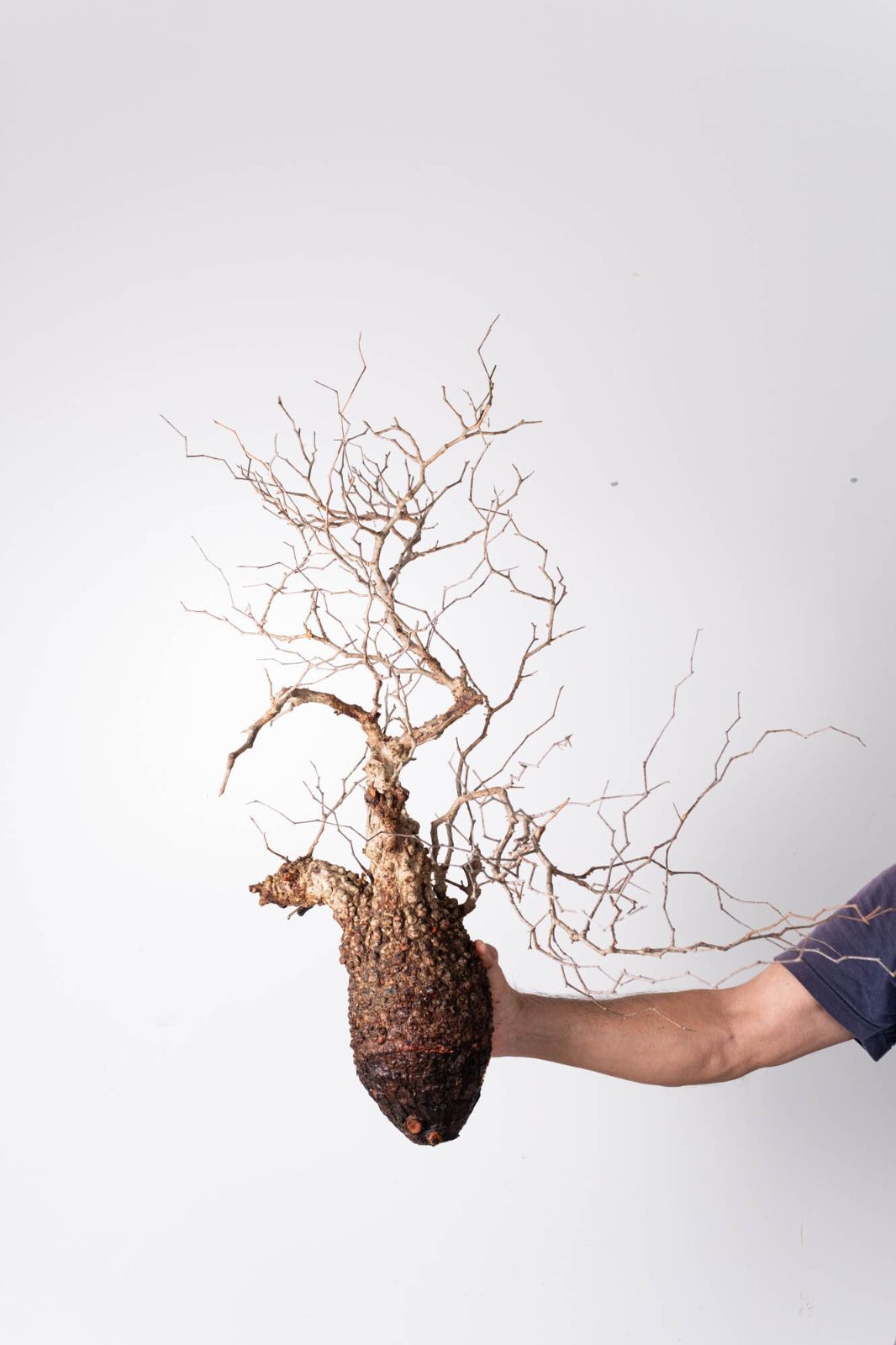 OP 212 オペルクリカリア パキプス コーデックス ベアルート株