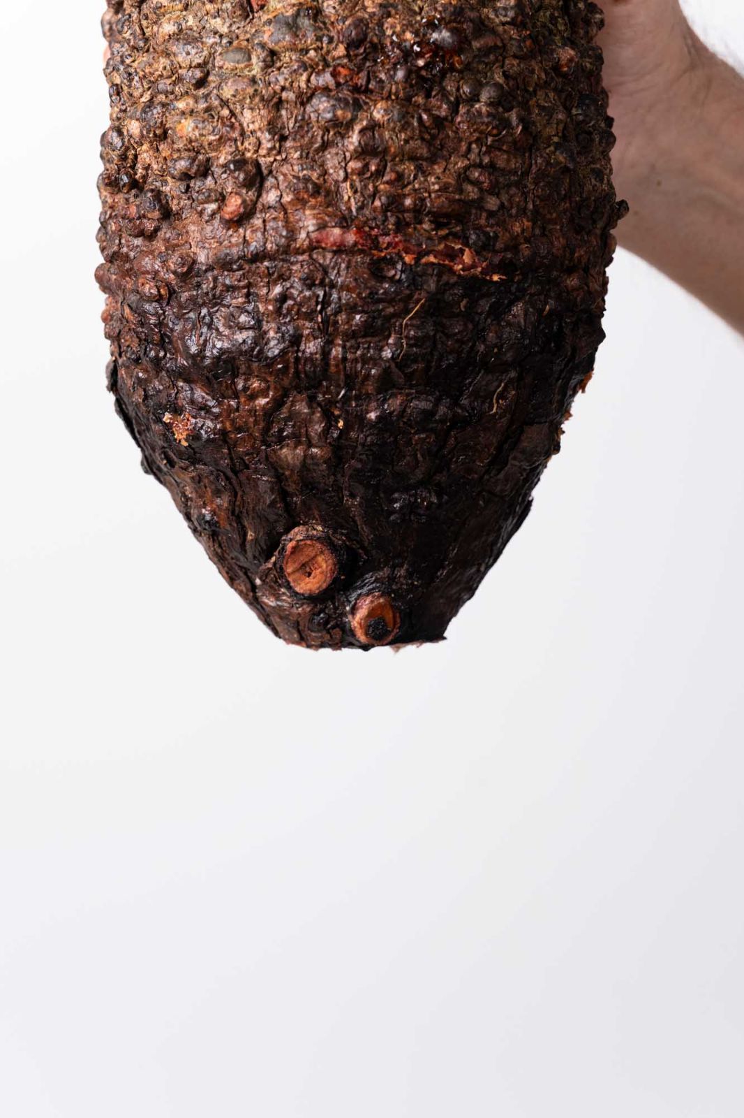 OP 212 オペルクリカリア パキプス コーデックス ベアルート株