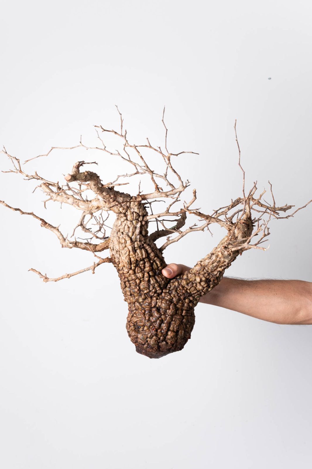 OP 211 オペルクリカリア パキプス コーデックス ベアルート株