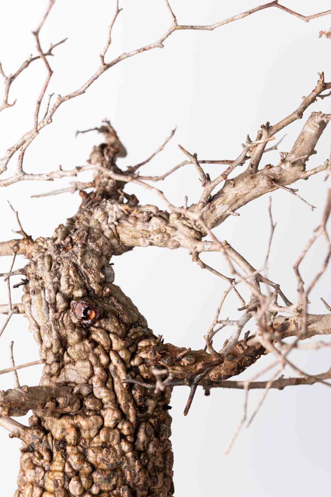 OP 211 オペルクリカリア パキプス コーデックス ベアルート株