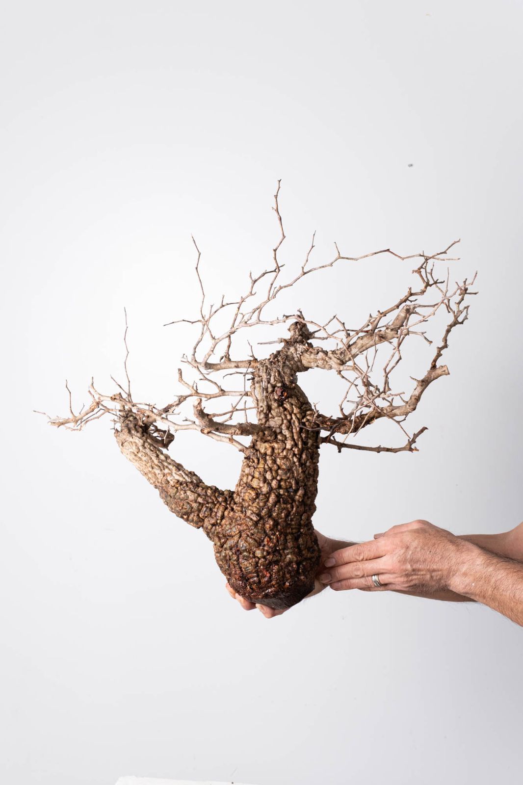 OP 211 オペルクリカリア パキプス コーデックス ベアルート株