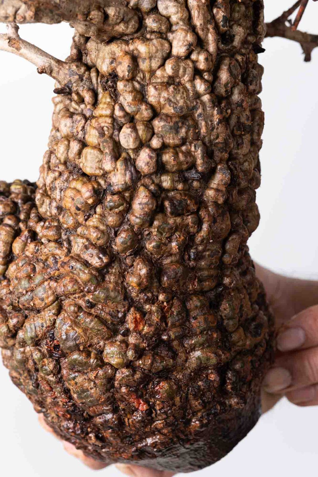 OP 211 オペルクリカリア パキプス コーデックス ベアルート株