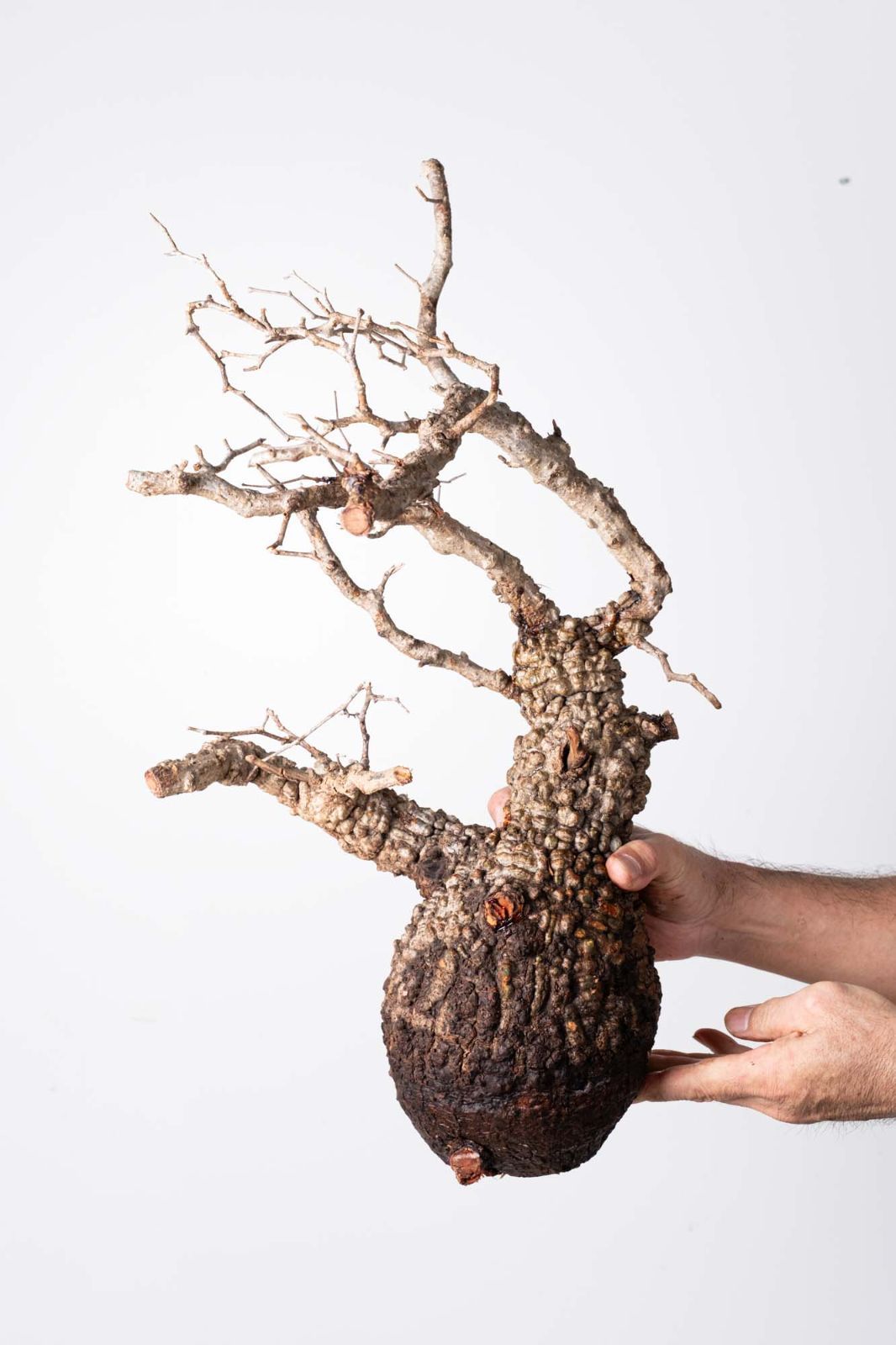 OP 210 オペルクリカリア パキプス コーデックス ベアルート株