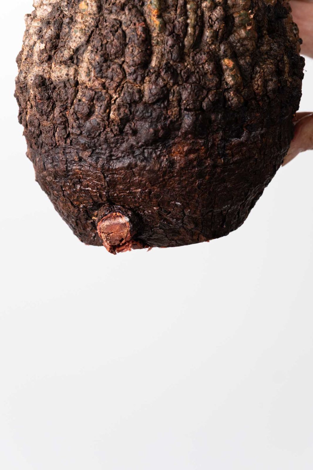 OP 210 オペルクリカリア パキプス コーデックス ベアルート株