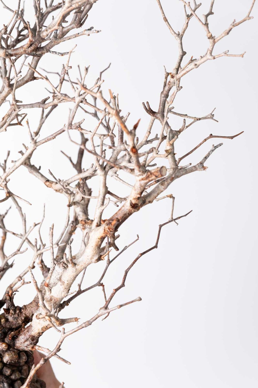 OP 209 オペルクリカリア パキプス コーデックス ベアルート株