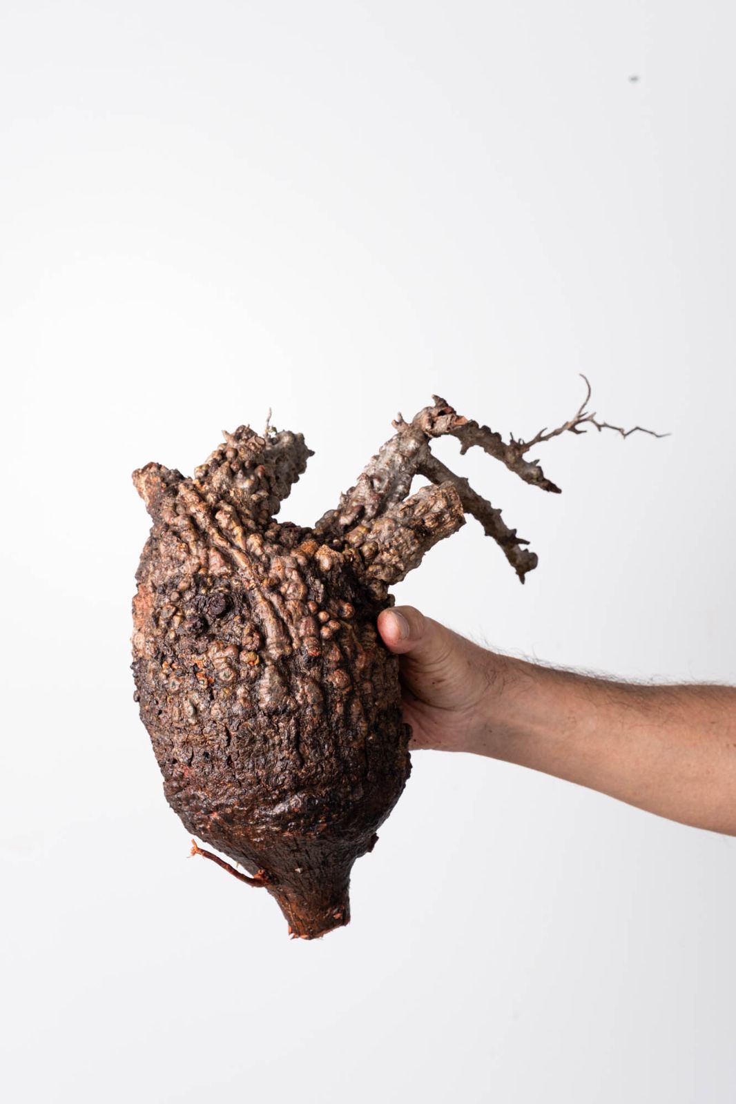 OP 208 オペルクリカリア パキプス コーデックス ベアルート株