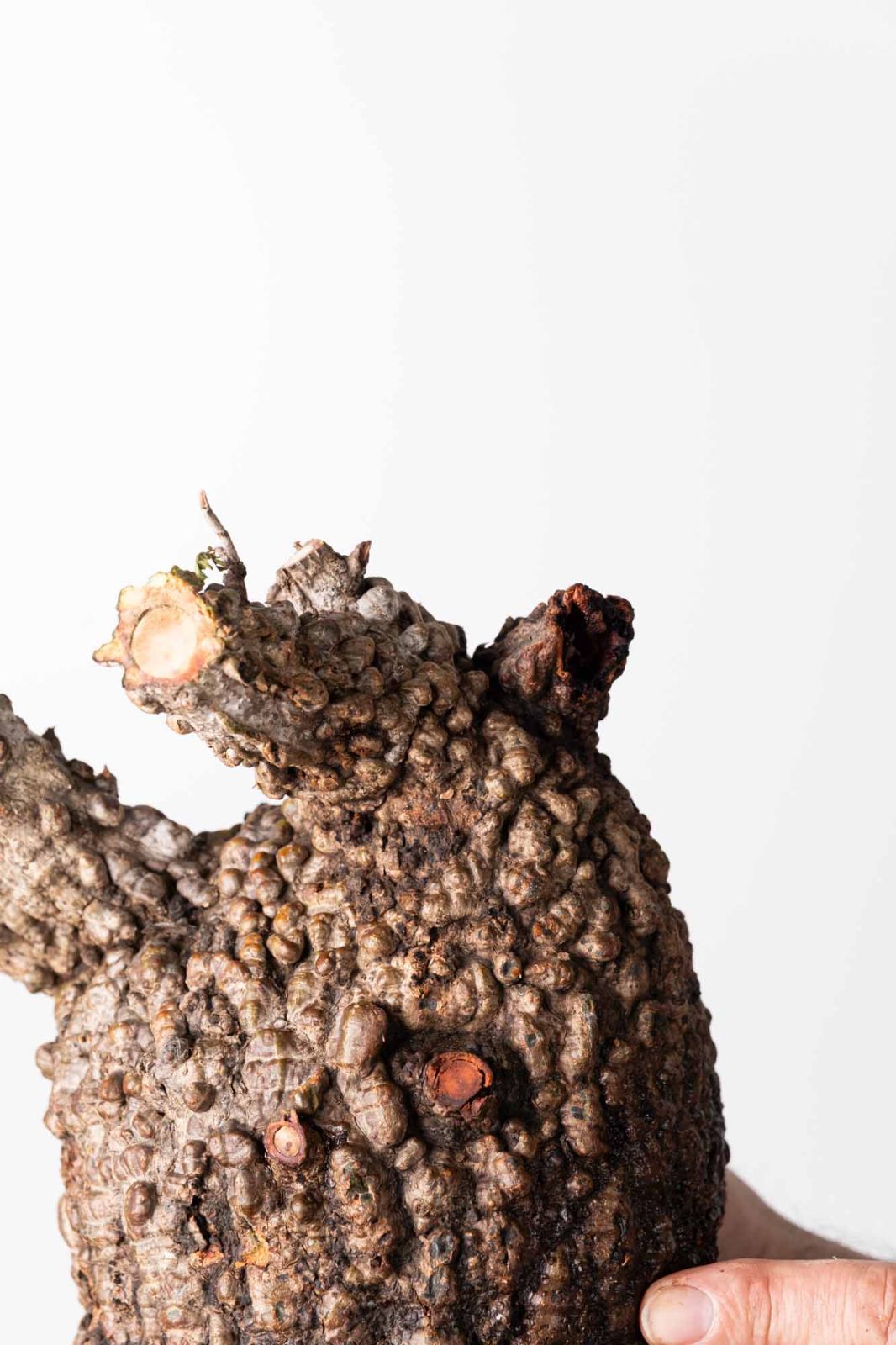 OP 208 オペルクリカリア パキプス コーデックス ベアルート株